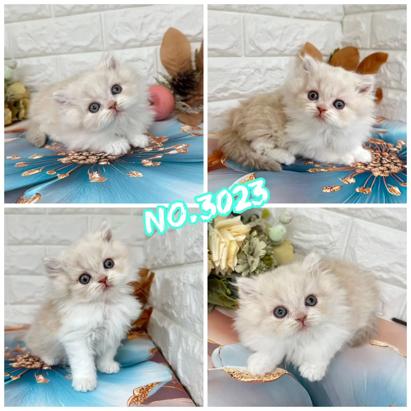 本日ご紹介のミヌエットちゃん達です🐱❤️