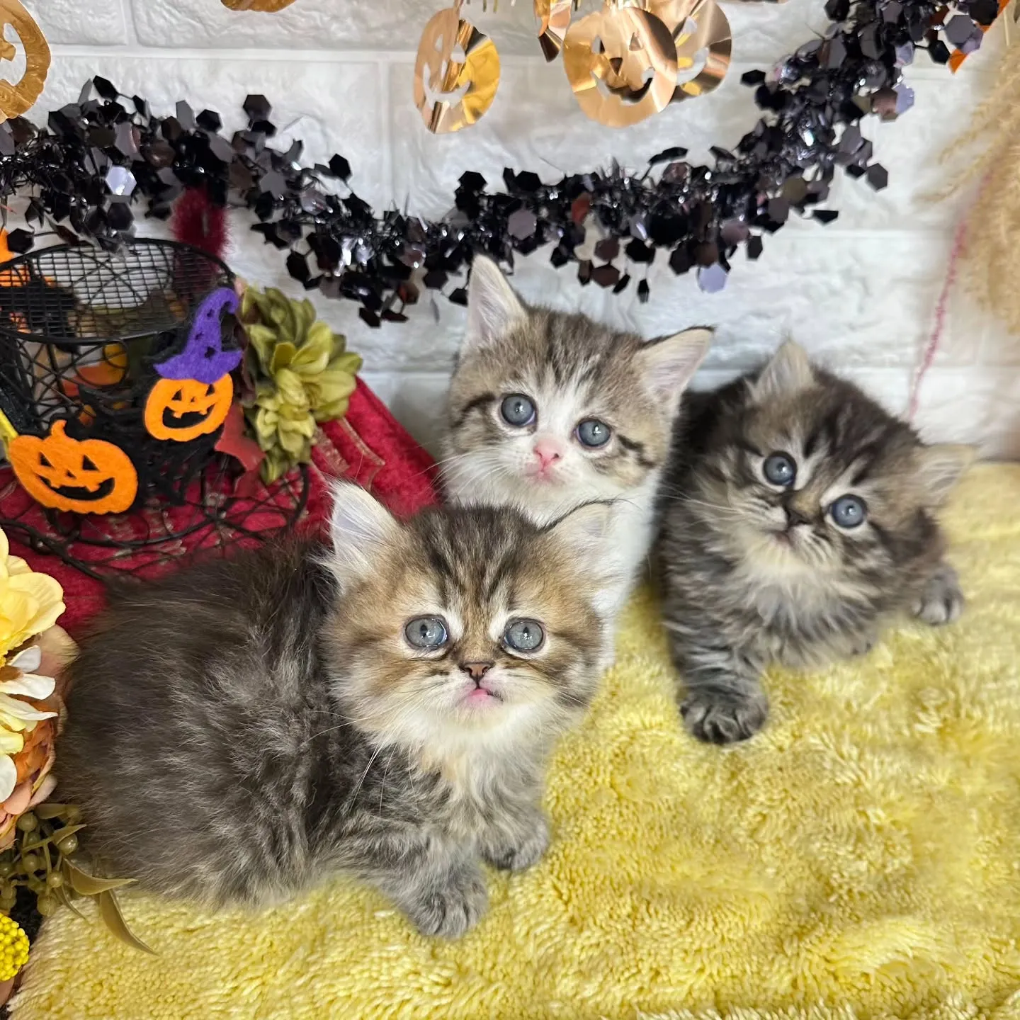本日ご紹介のミヌエットちゃん達です🐱❤️