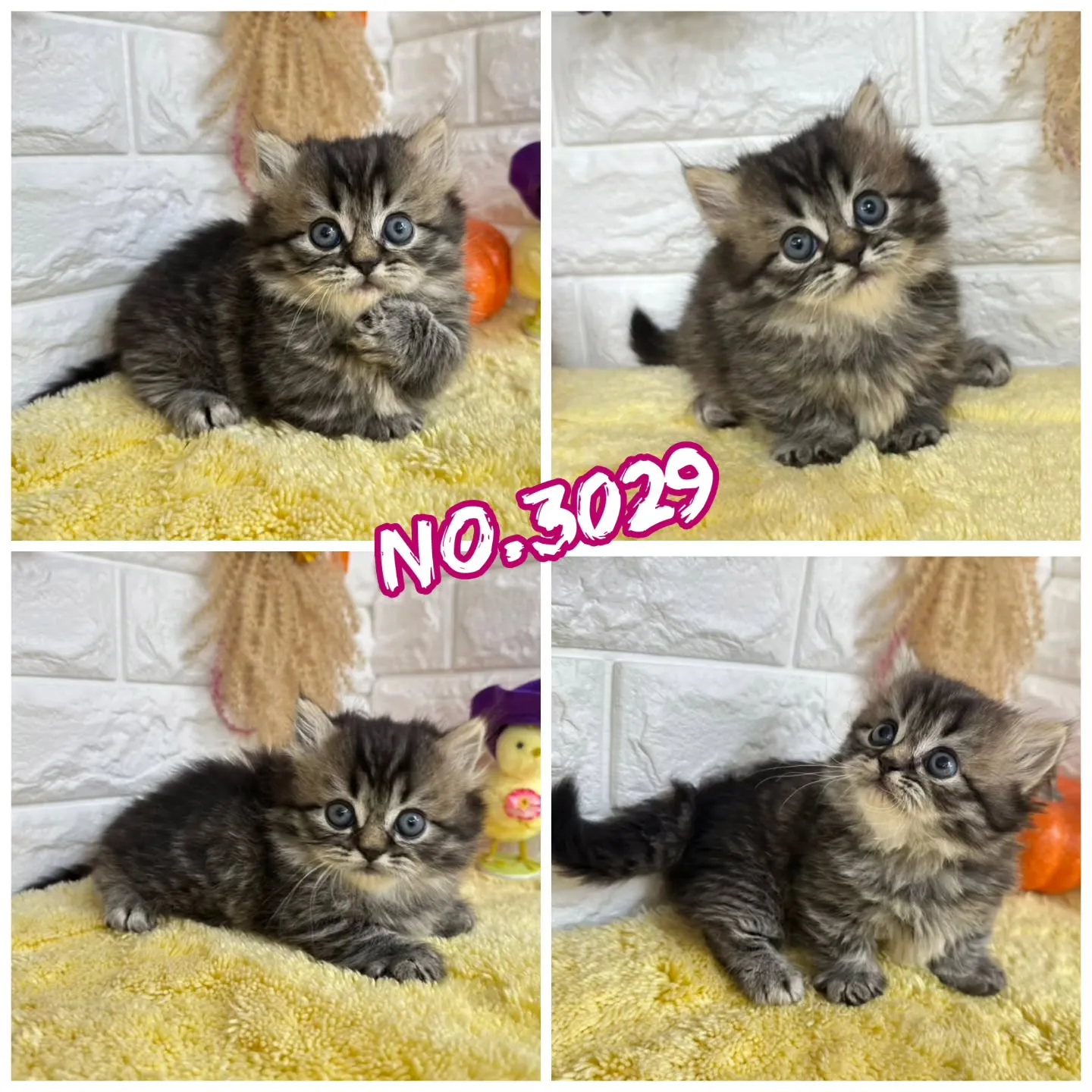 本日ご紹介のミヌエットちゃん達です🐱❤️