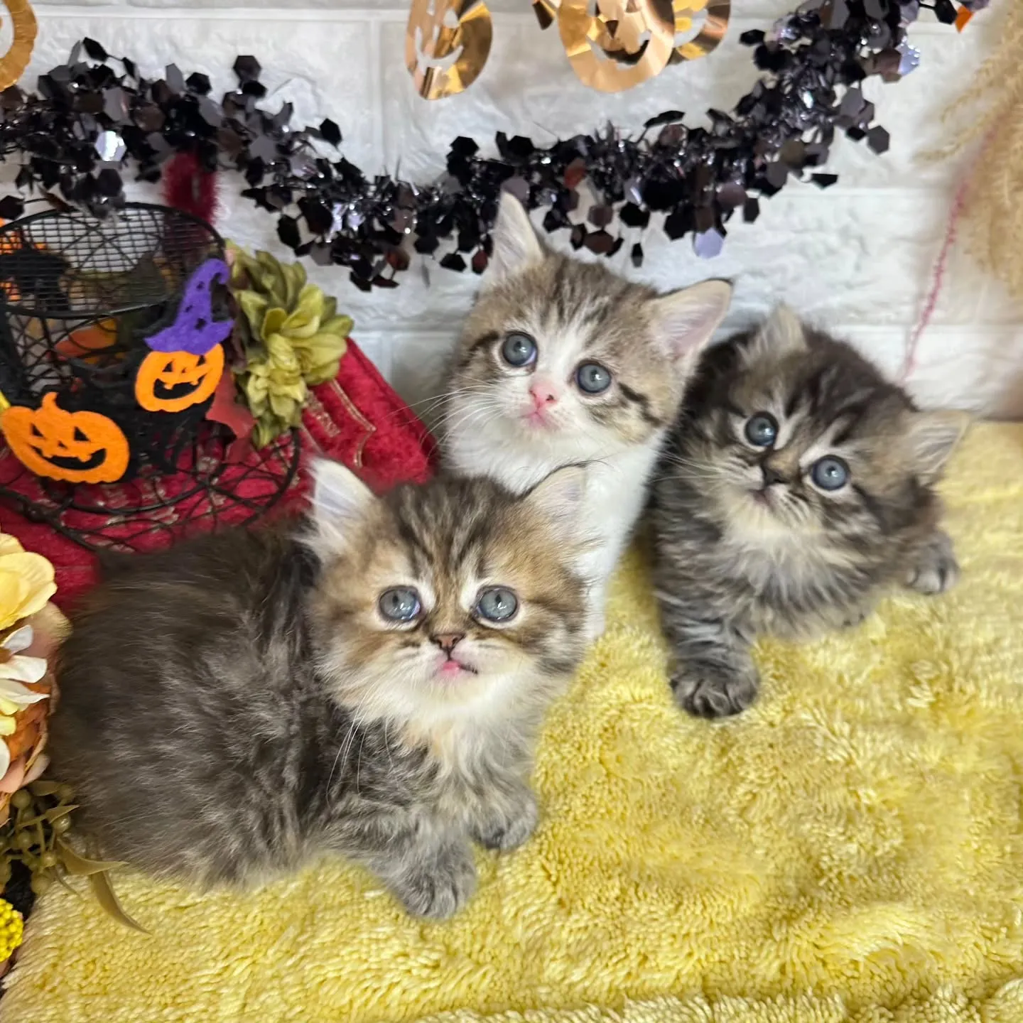 本日ご紹介のミヌエットちゃん達です🐱❤️