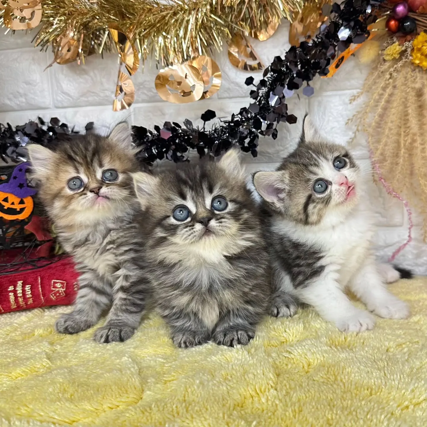 本日ご紹介のミヌエットちゃん達です🐱❤️