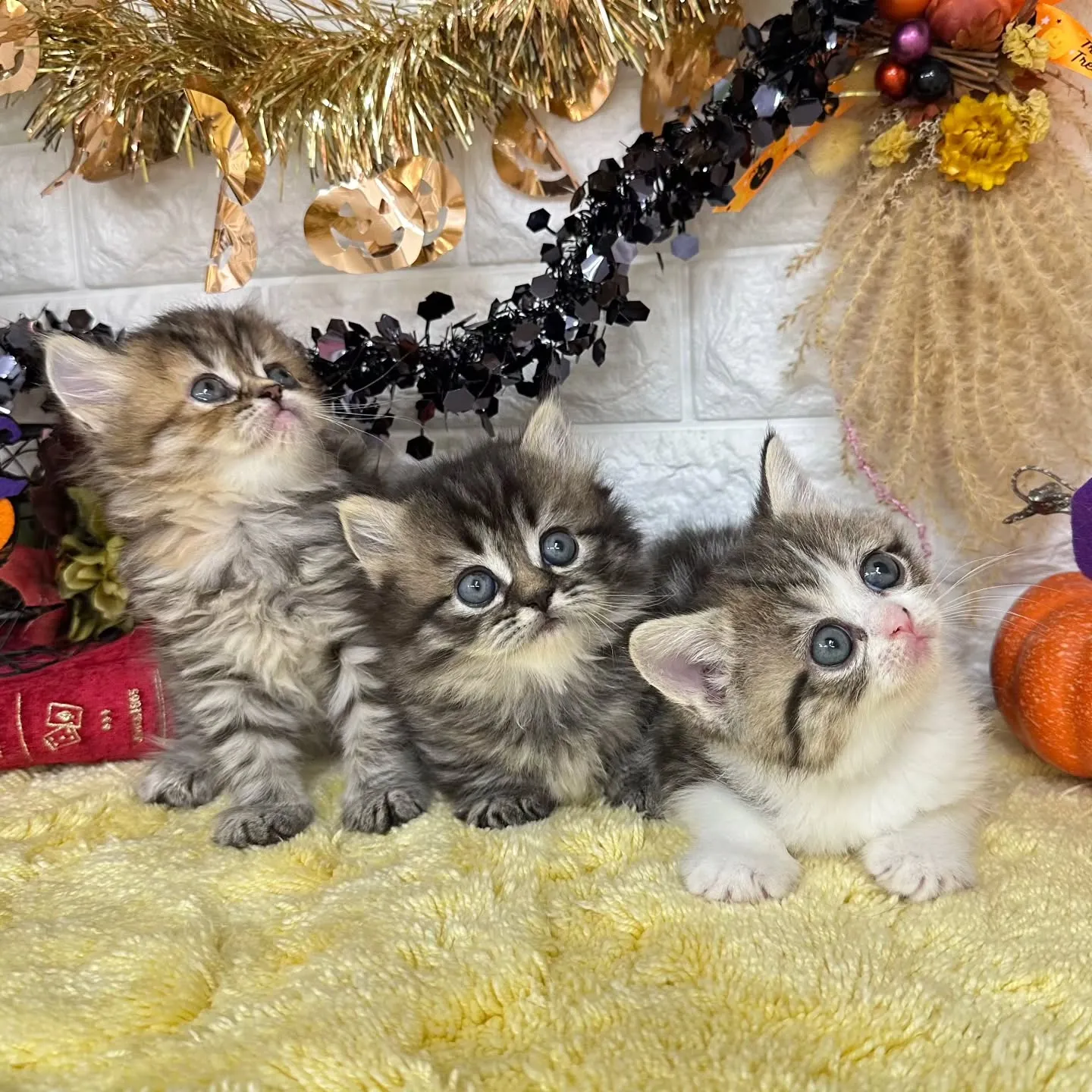 本日ご紹介のミヌエットちゃん達です🐱❤️
