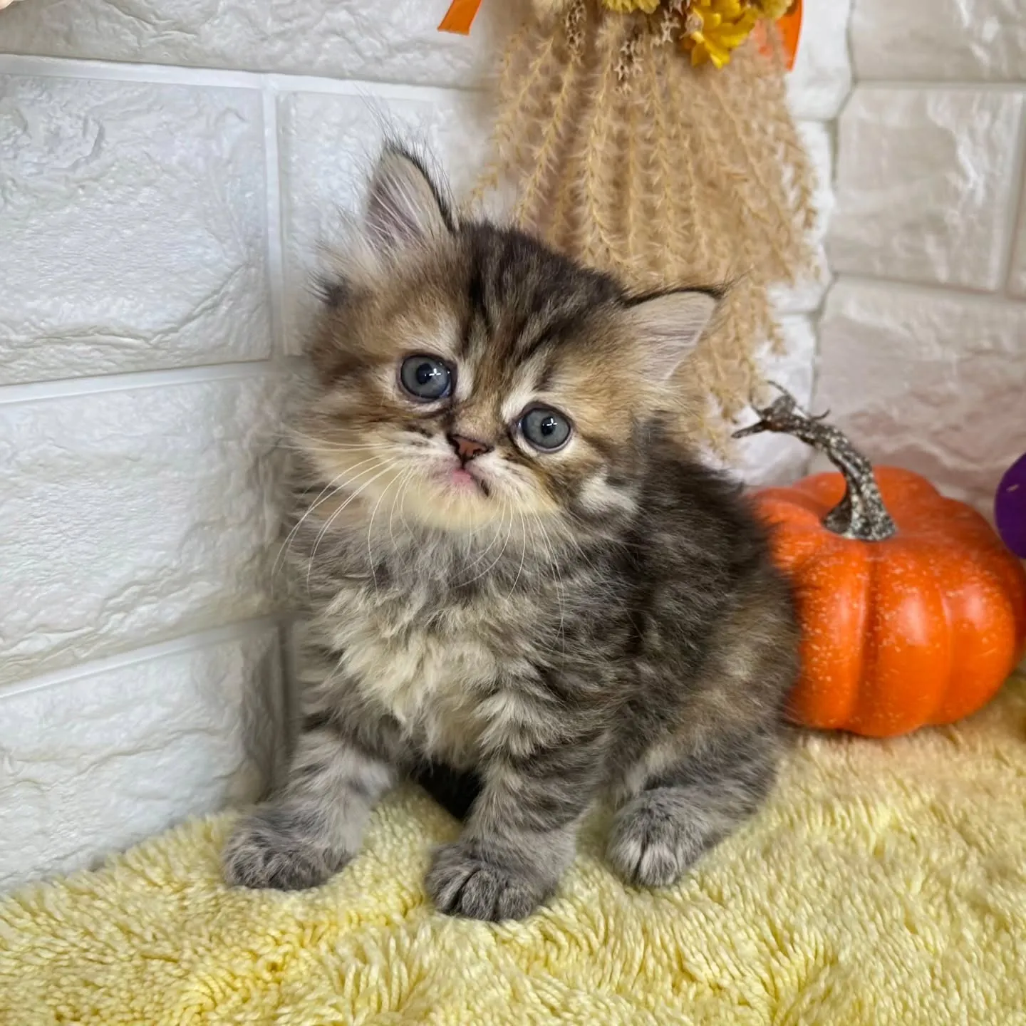 本日ご紹介のミヌエットちゃん達です🐱❤️