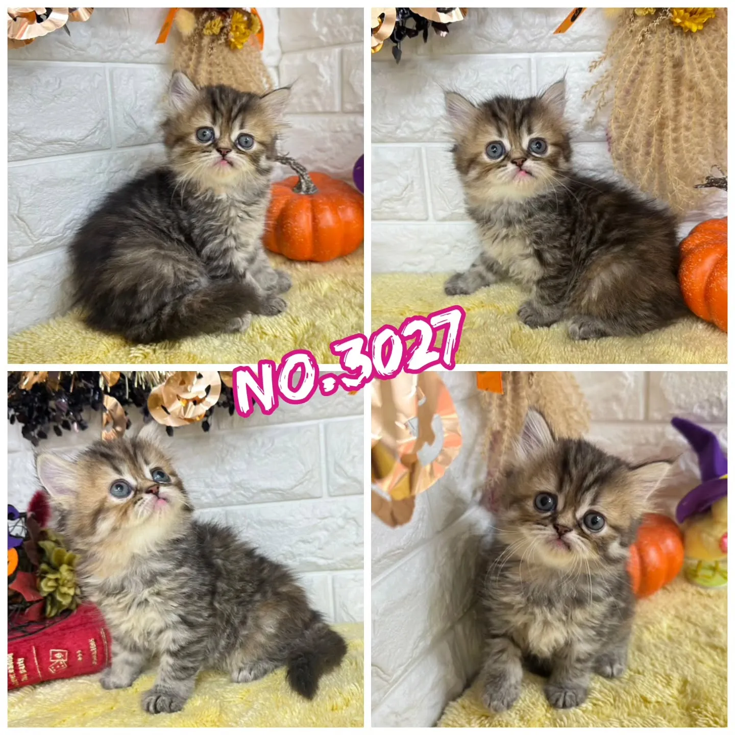 本日ご紹介のミヌエットちゃん達です🐱❤️
