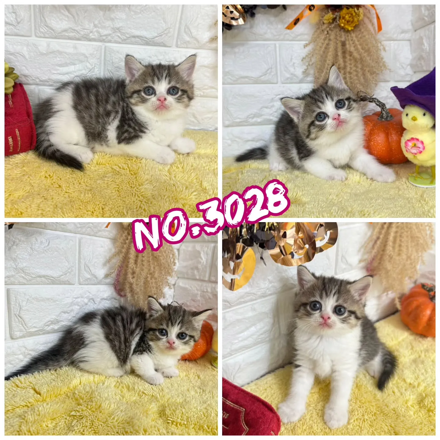 本日ご紹介のミヌエットちゃん達です🐱❤️