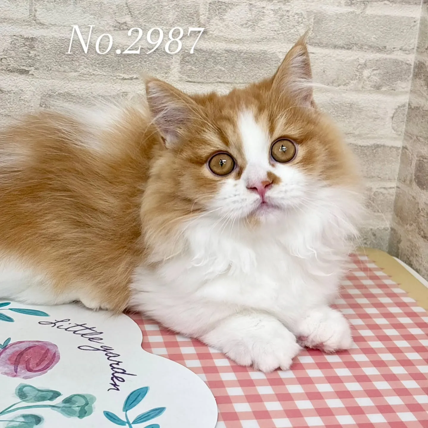 現在ご紹介中のミヌエットの短足🐱❤️