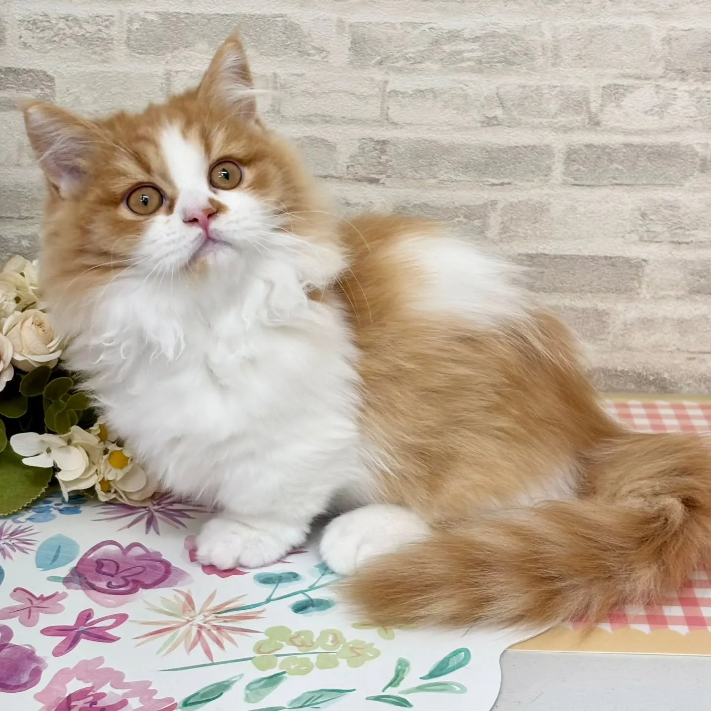 現在ご紹介中のミヌエットの短足🐱❤️