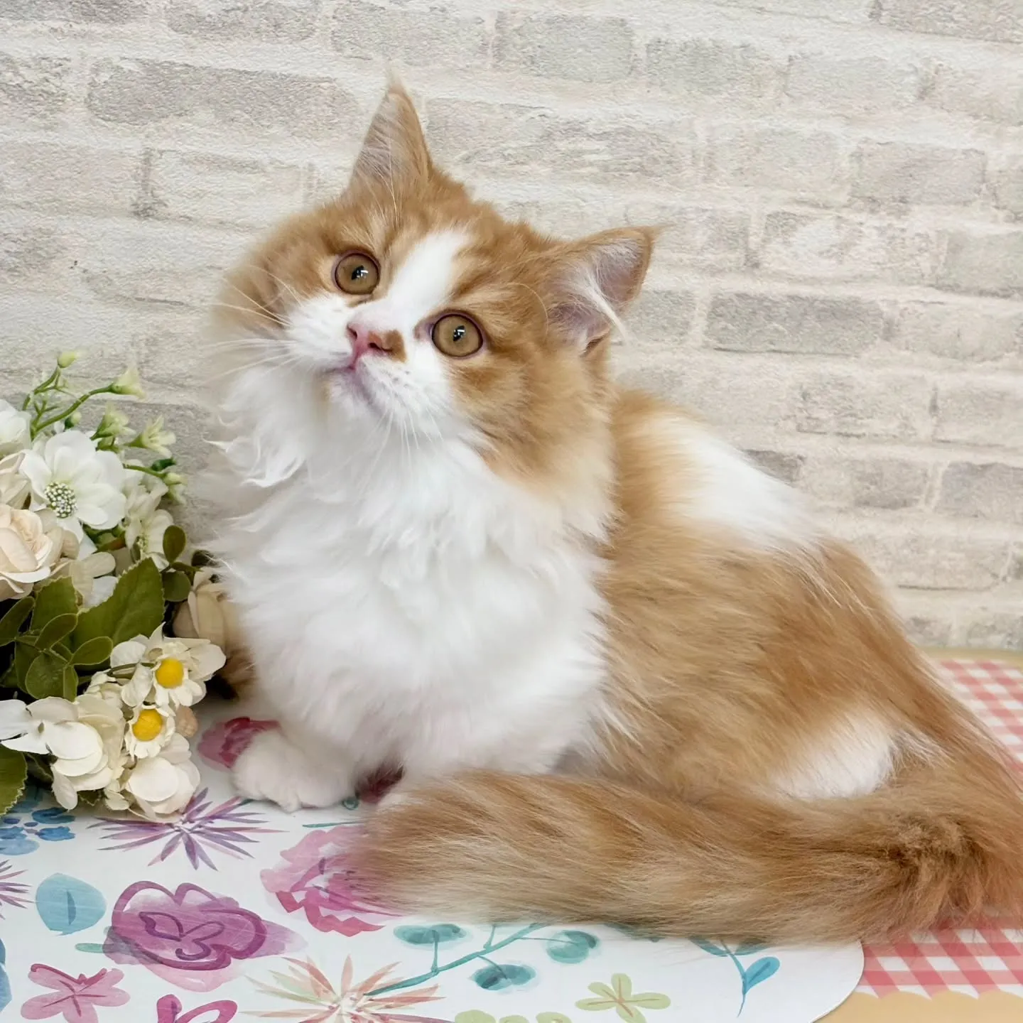 現在ご紹介中のミヌエットの短足🐱❤️