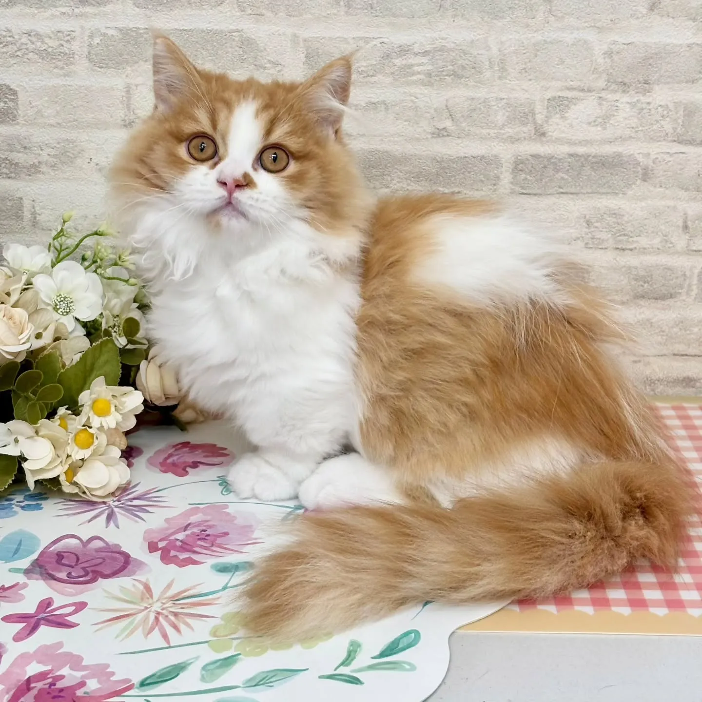 現在ご紹介中のミヌエットの短足🐱❤️
