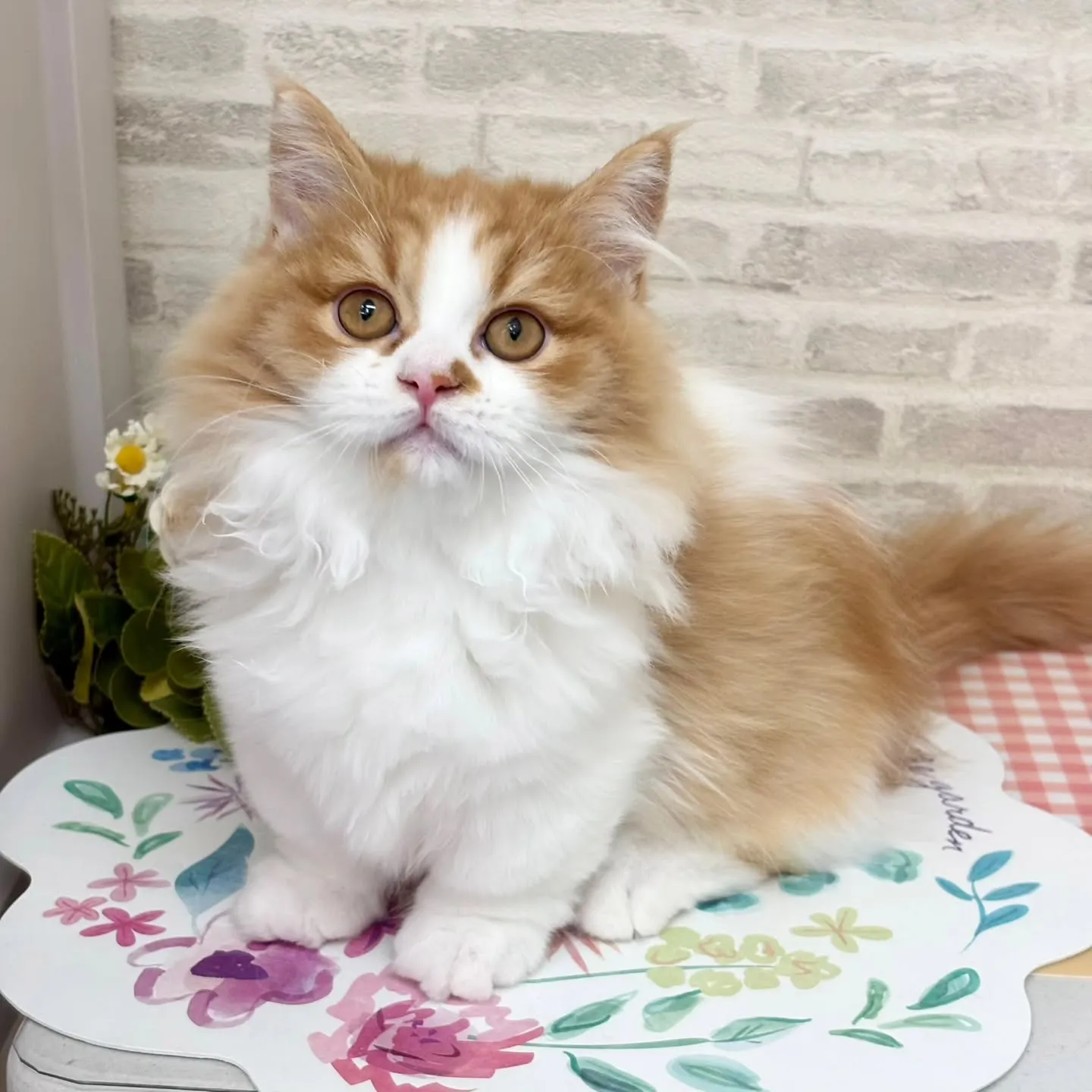 現在ご紹介中のミヌエットの短足🐱❤️