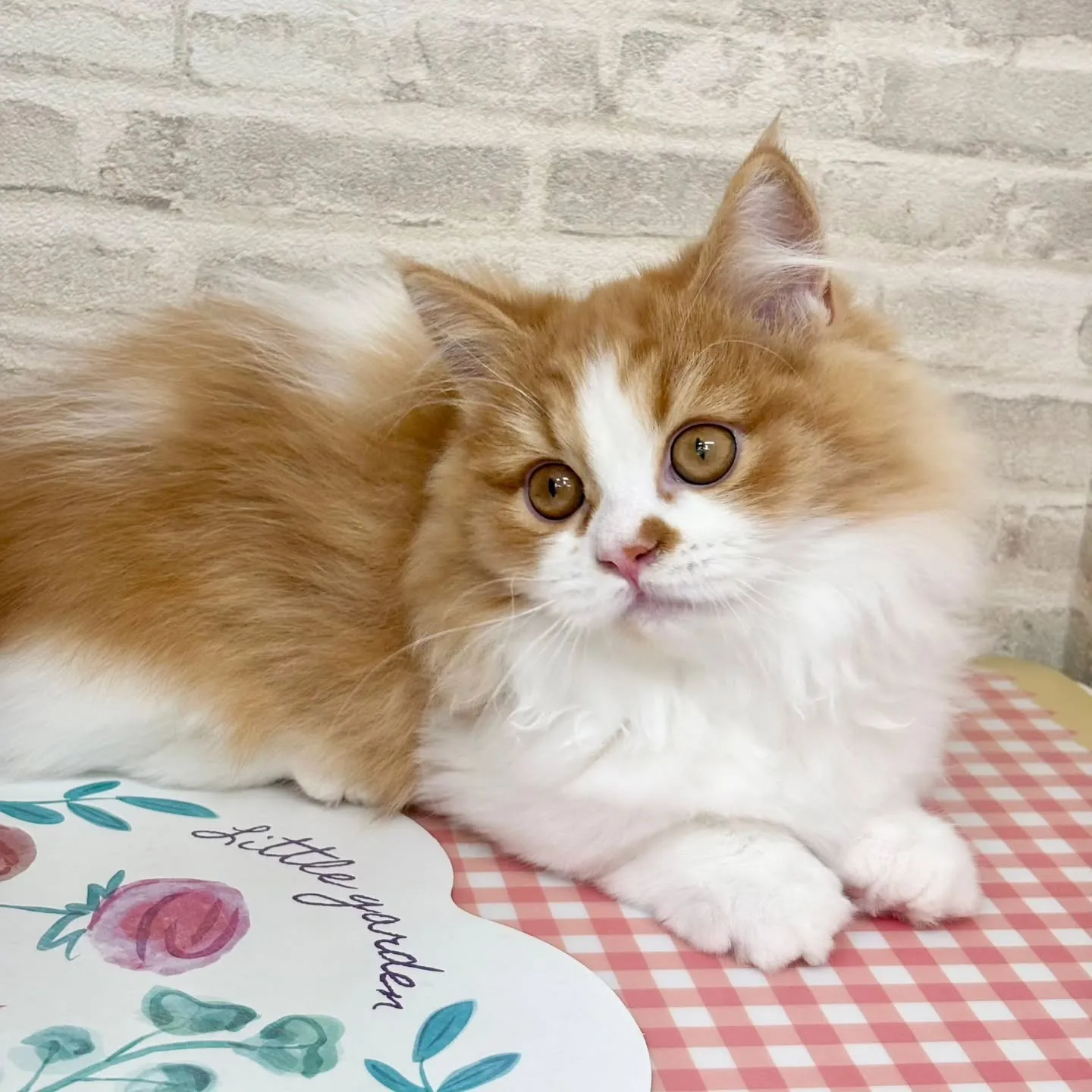 現在ご紹介中のミヌエットの短足🐱❤️