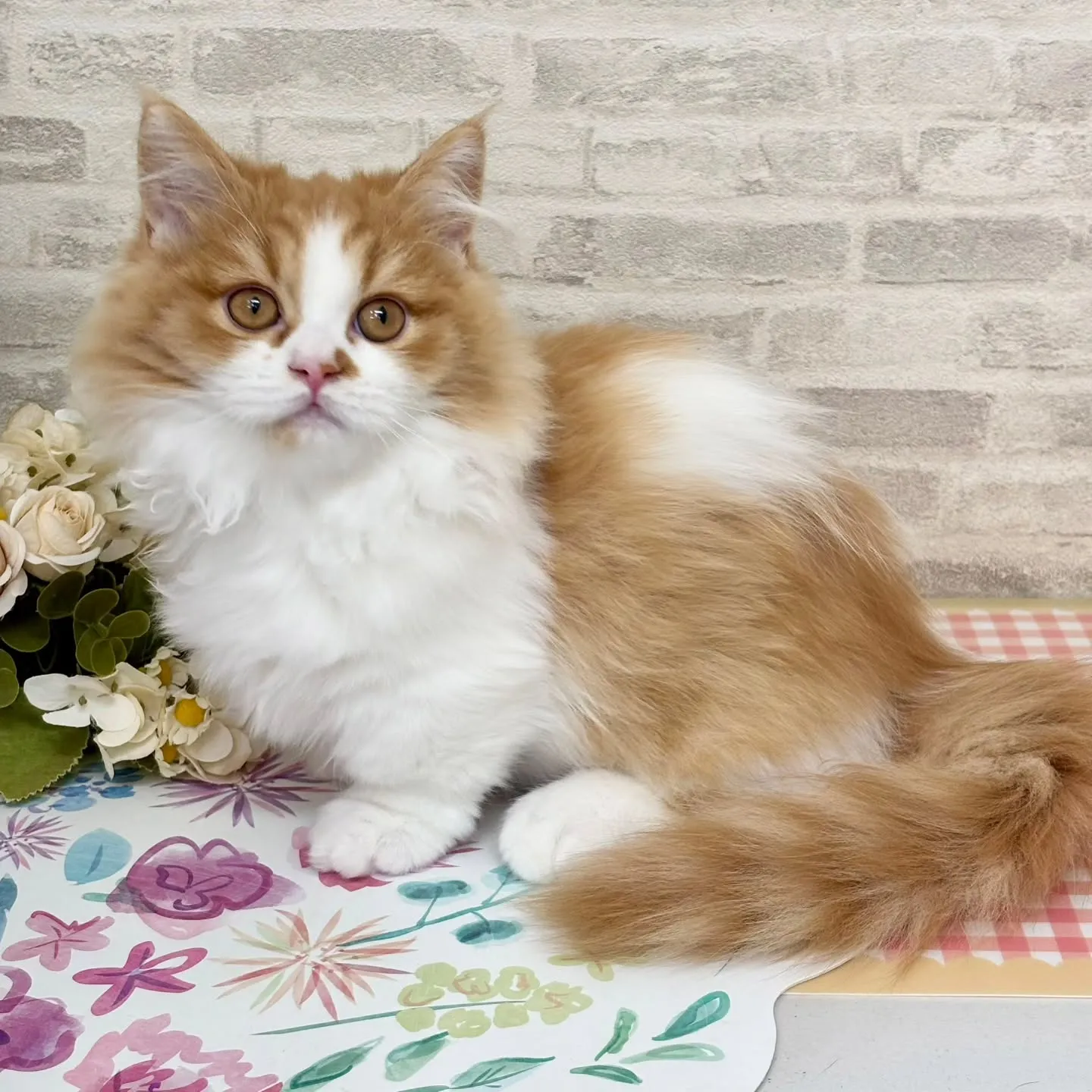 現在ご紹介中のミヌエットの短足🐱❤️