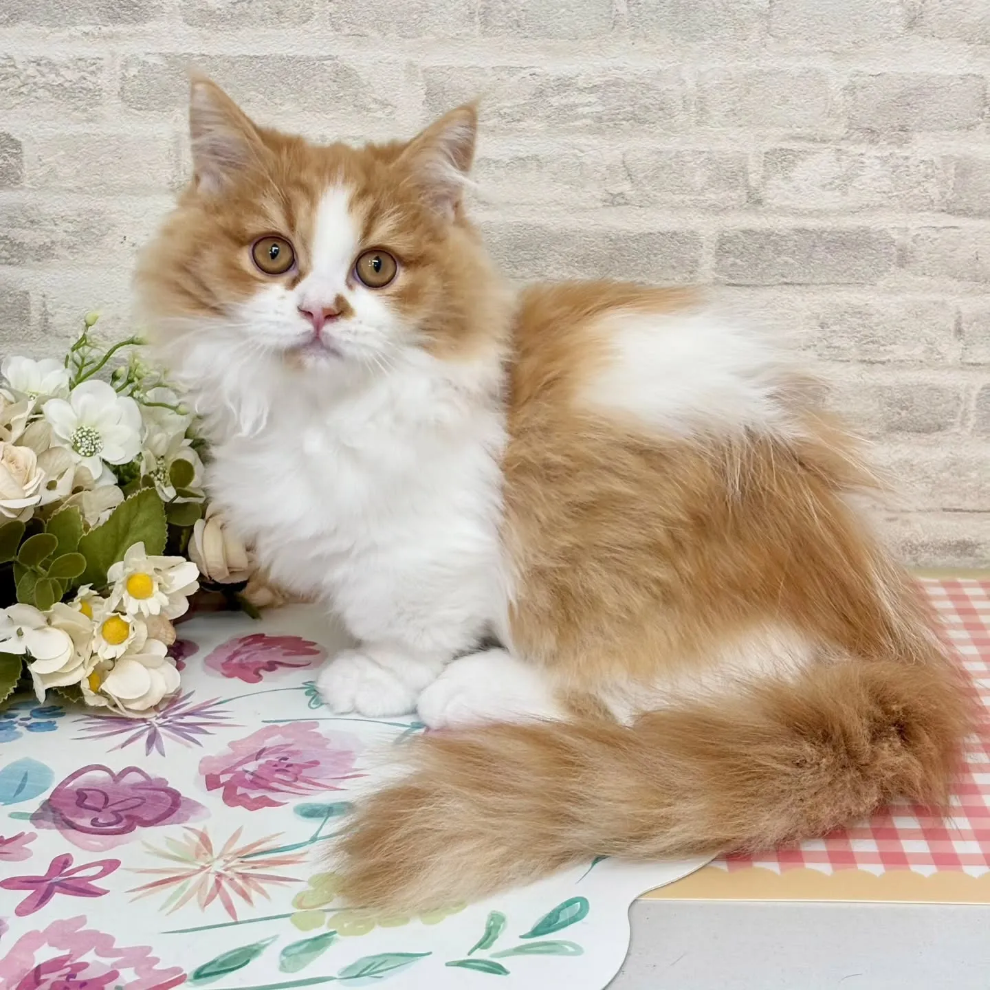 現在ご紹介中のミヌエットの短足🐱❤️