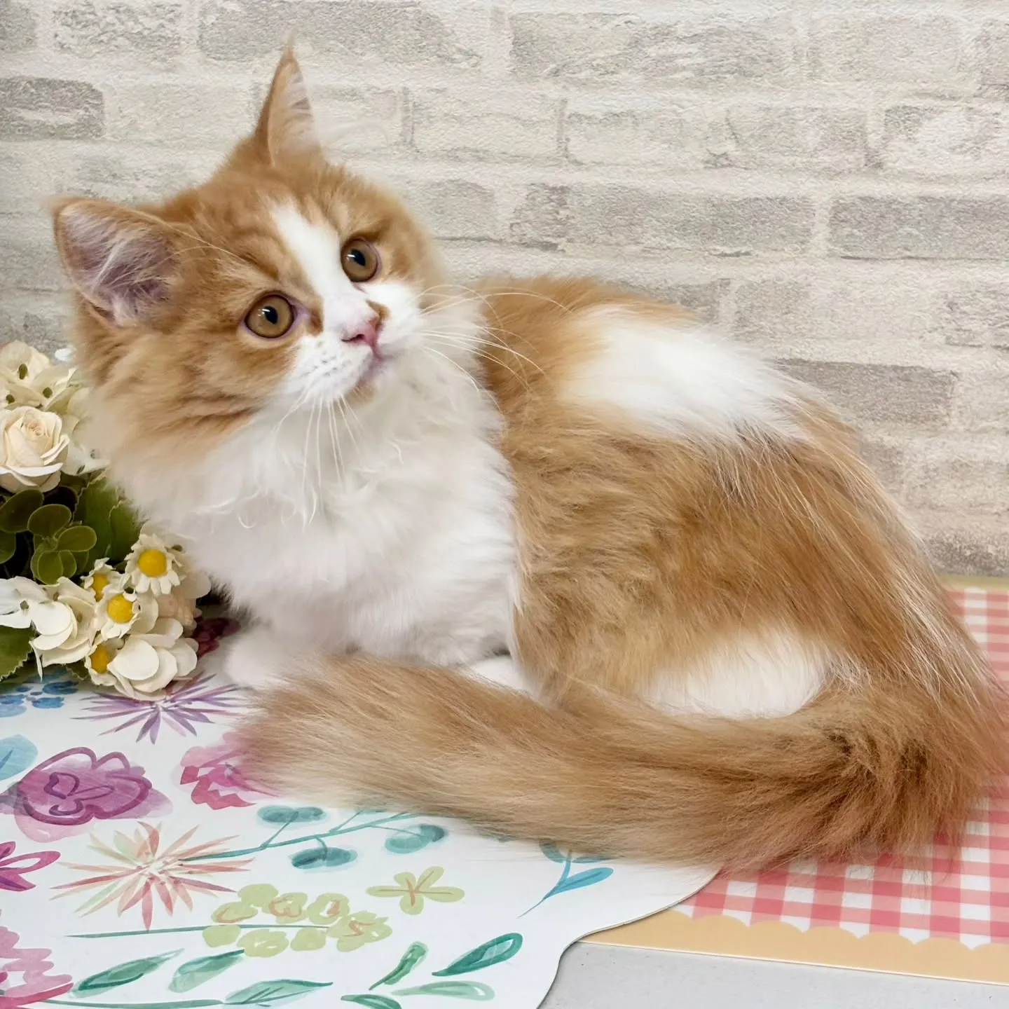 現在ご紹介中のミヌエットの短足🐱❤️