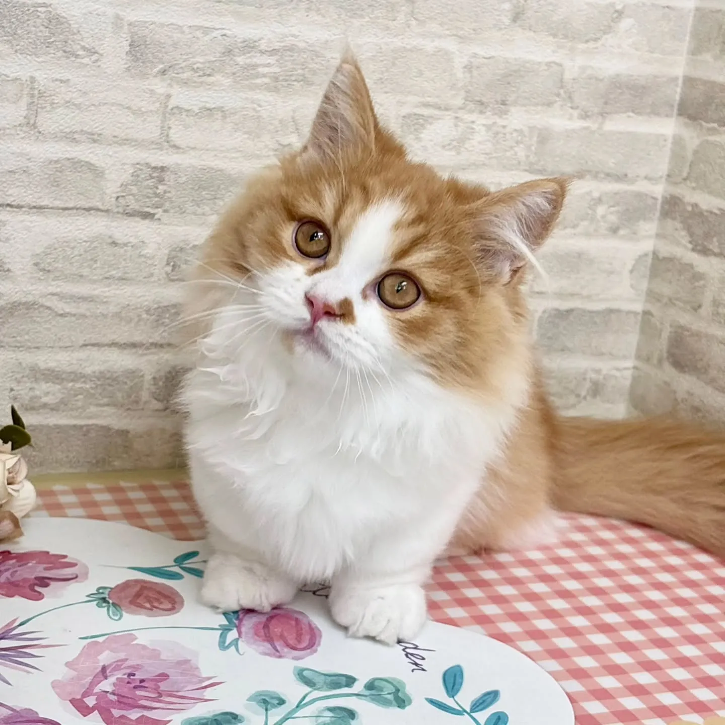 現在ご紹介中のミヌエットの短足🐱❤️