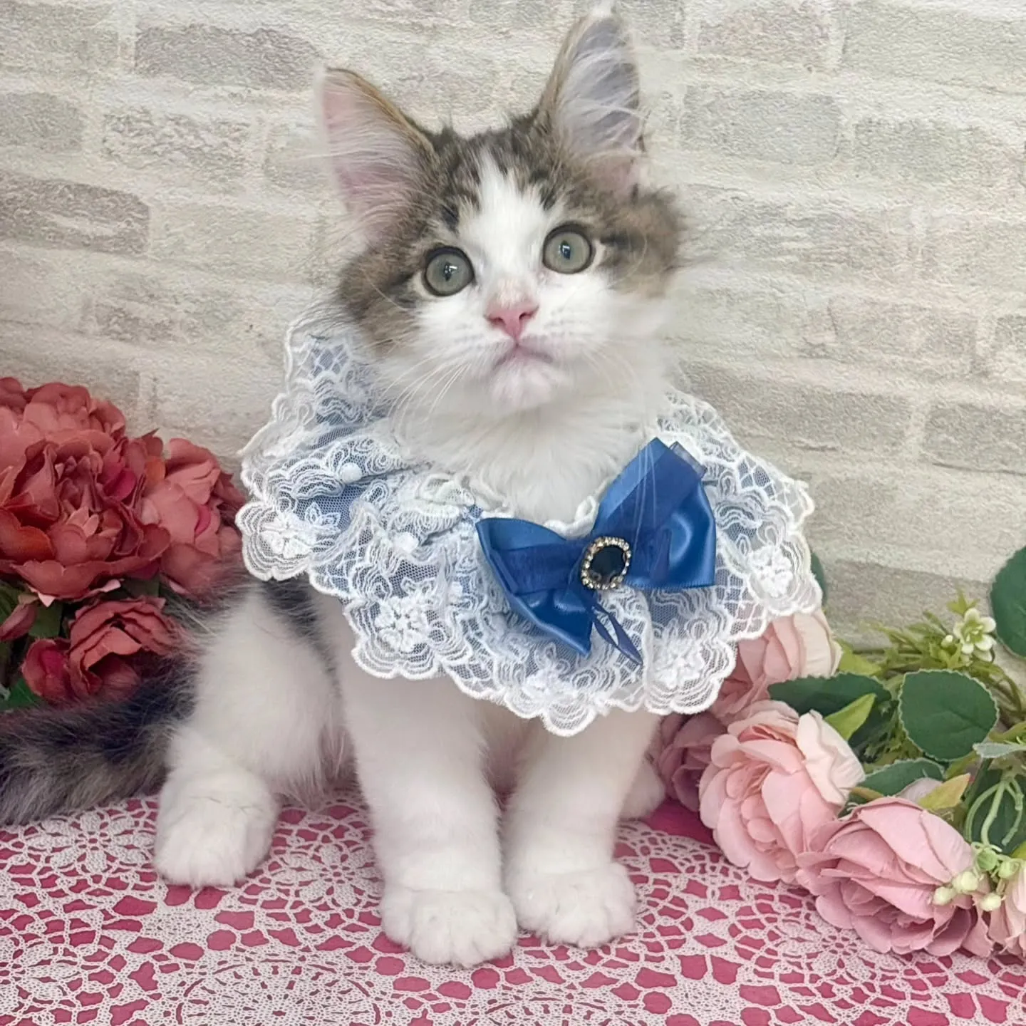 現在ご紹介中のサイベリアンです🩷🩵