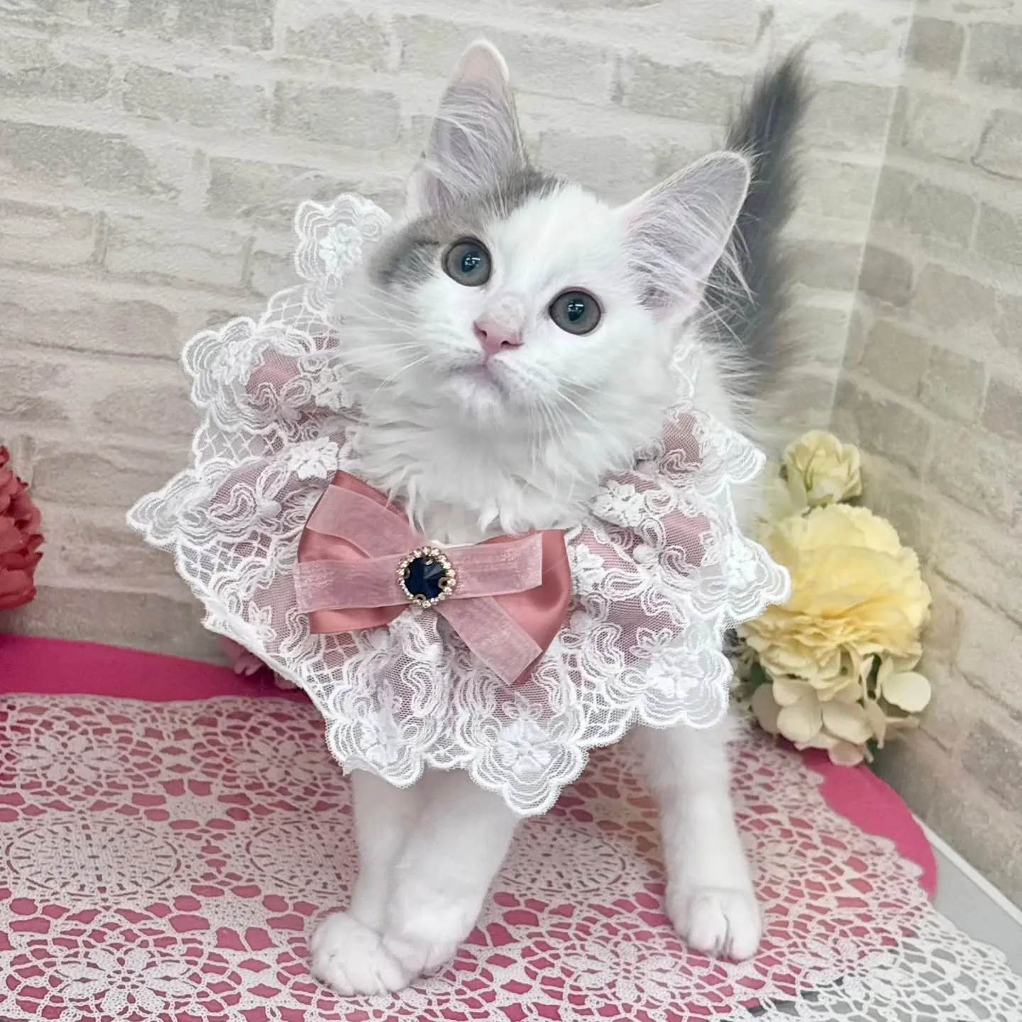 現在ご紹介中のサイベリアンです🩷🩵