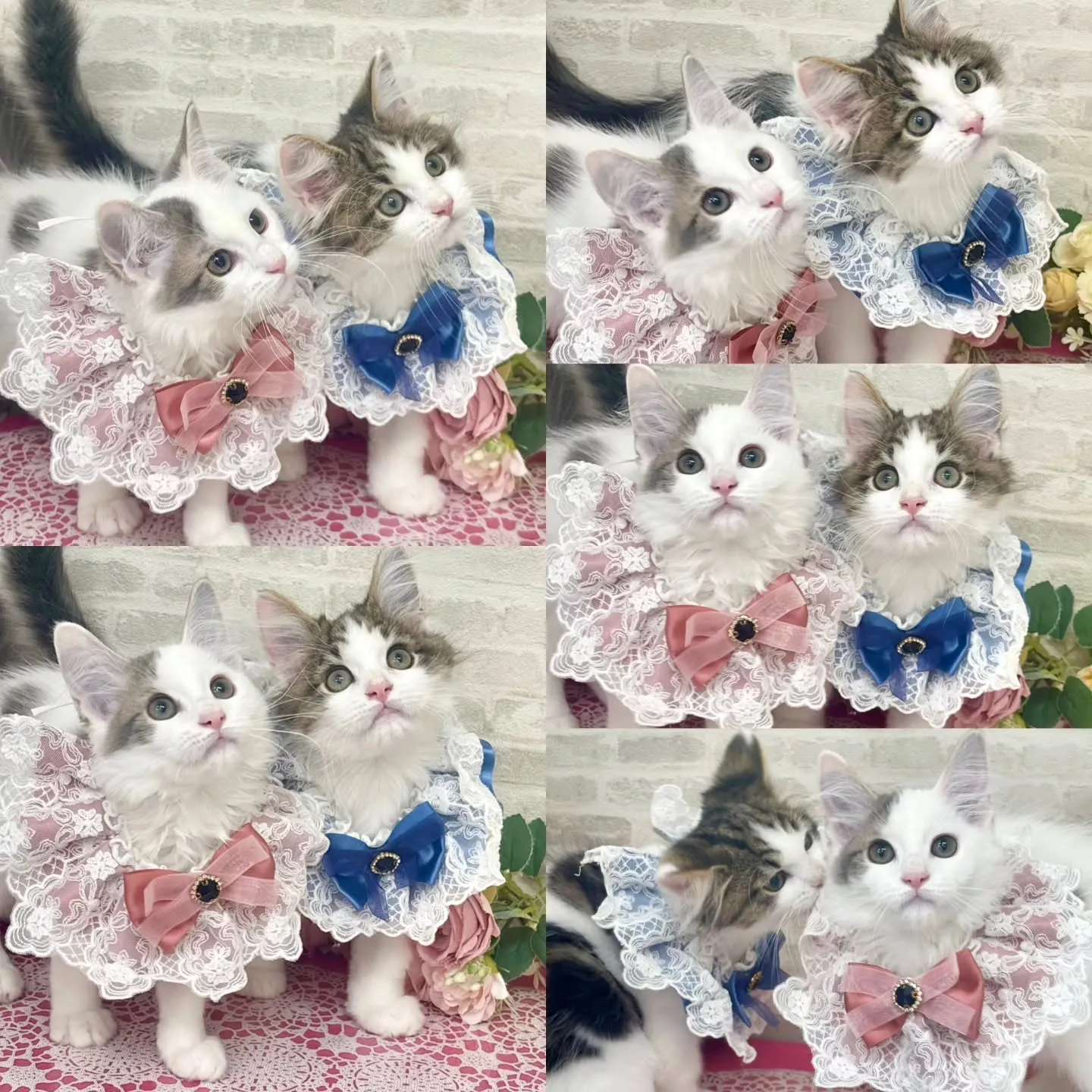 現在ご紹介中のサイベリアンです🩷🩵