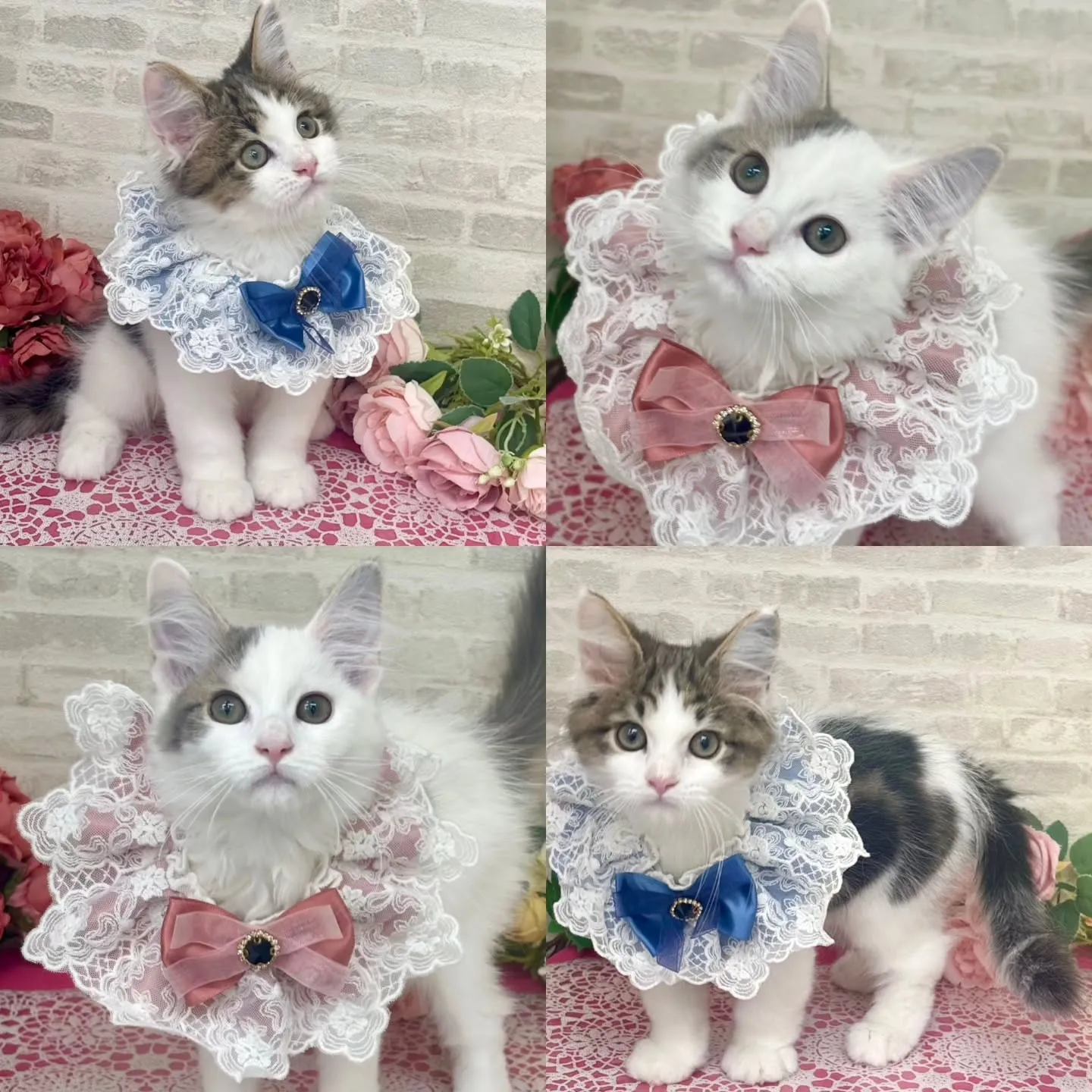 現在ご紹介中のサイベリアンです🩷🩵