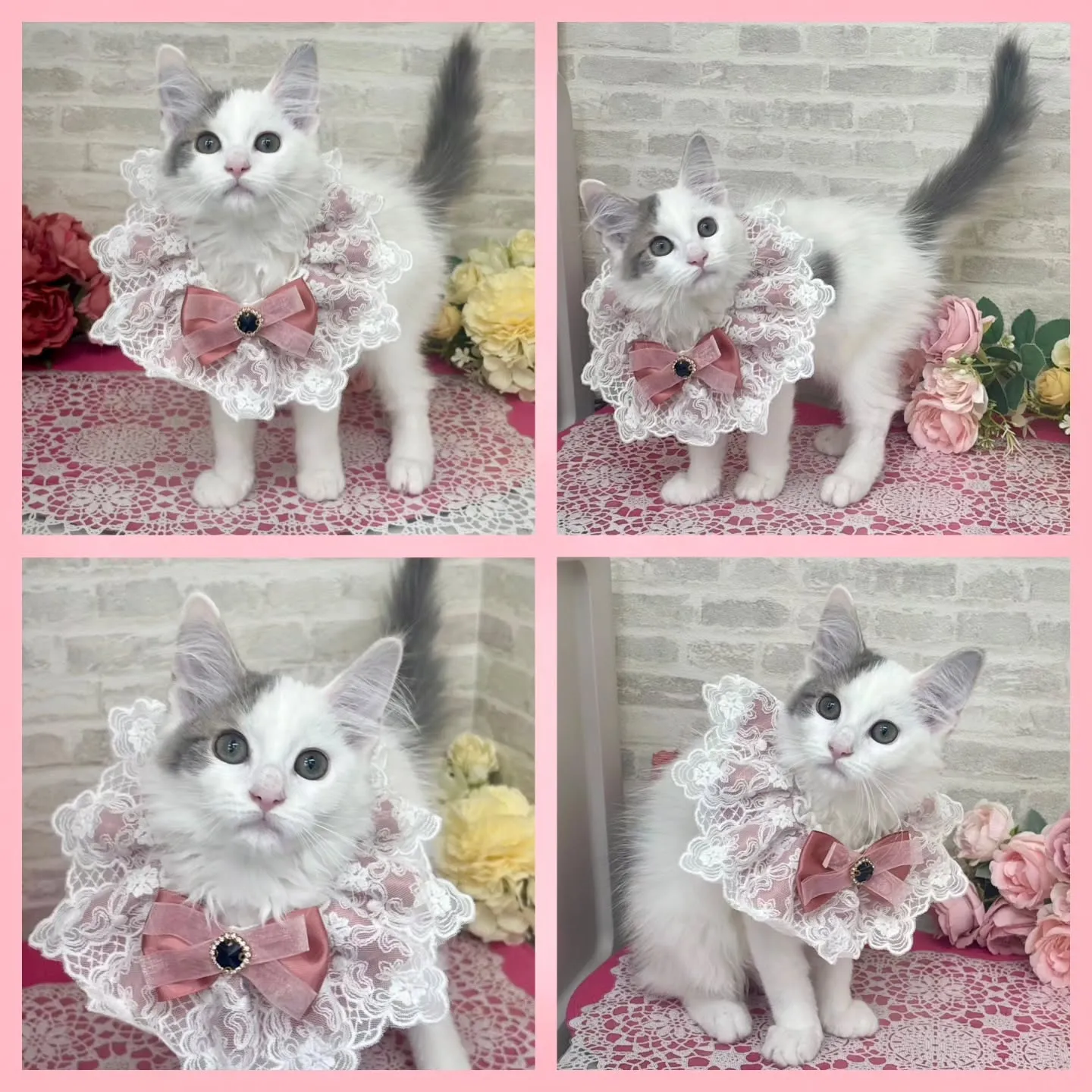 現在ご紹介中のサイベリアンです🩷🩵