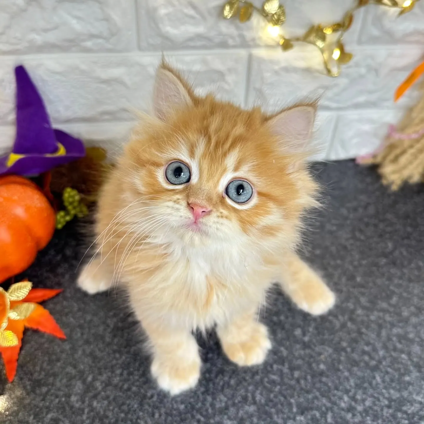 遊ぶの大好きミヌエットちゃん😺❤️