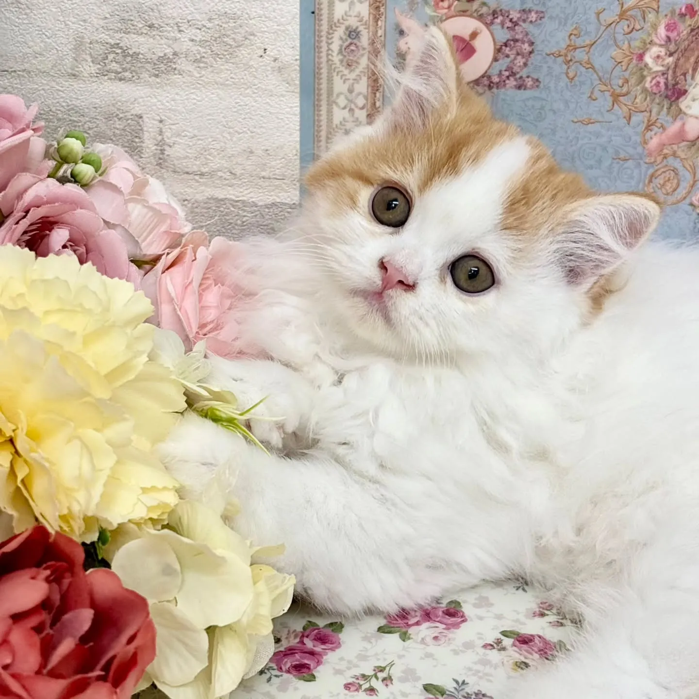 現在ご紹介中の足長ミヌエット✨🐱