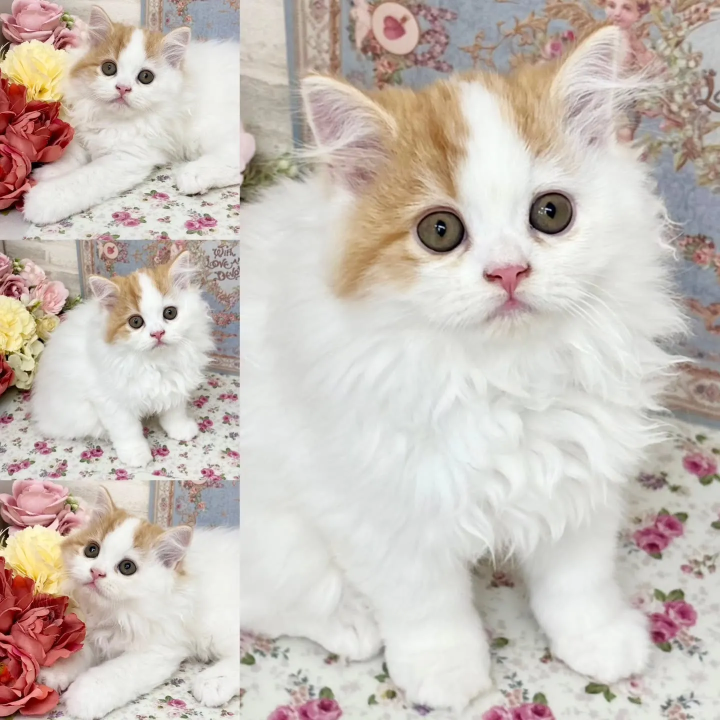 現在ご紹介中の足長ミヌエット✨🐱