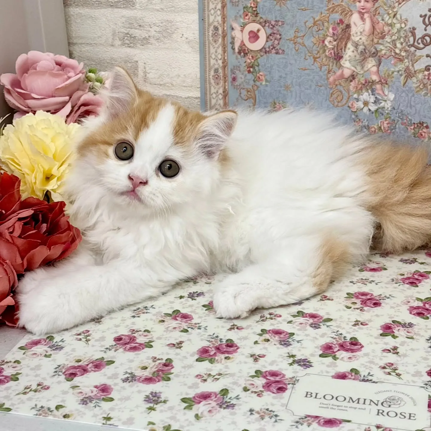 現在ご紹介中の足長ミヌエット✨🐱