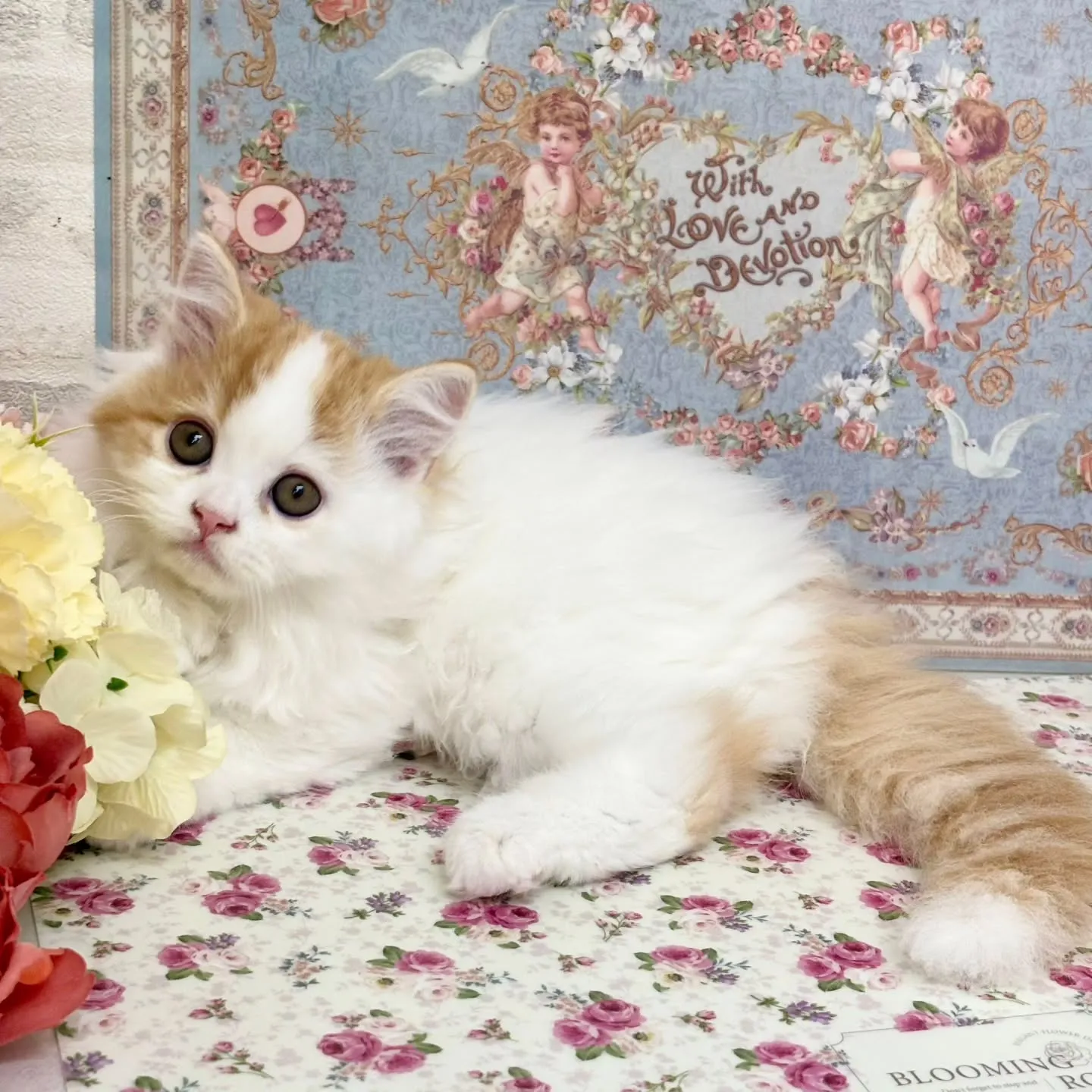 現在ご紹介中の足長ミヌエット✨🐱