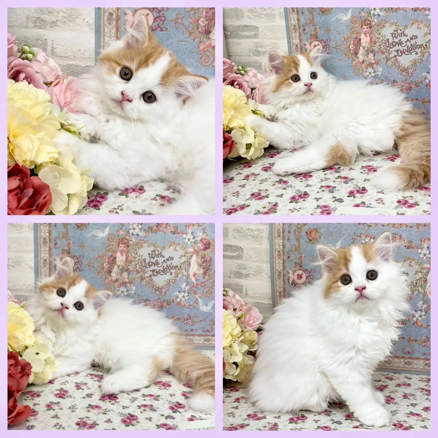 現在ご紹介中の足長ミヌエット✨🐱