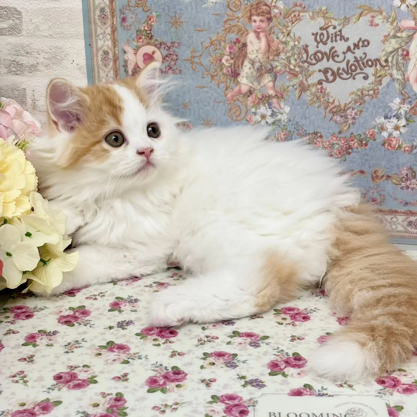 現在ご紹介中の足長ミヌエット✨🐱
