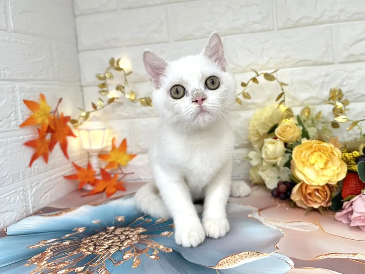 ★マンチカン（足長）★オス★ No.3000