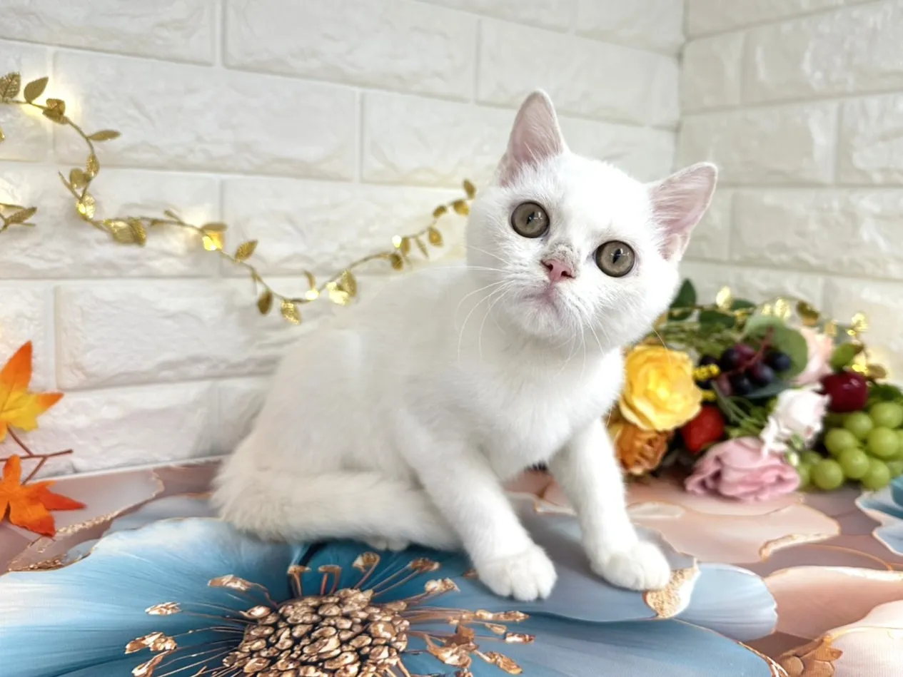 ☆マンチカン（足長）☆オス☆ No.3000 | 子猫販売 | 埼玉県