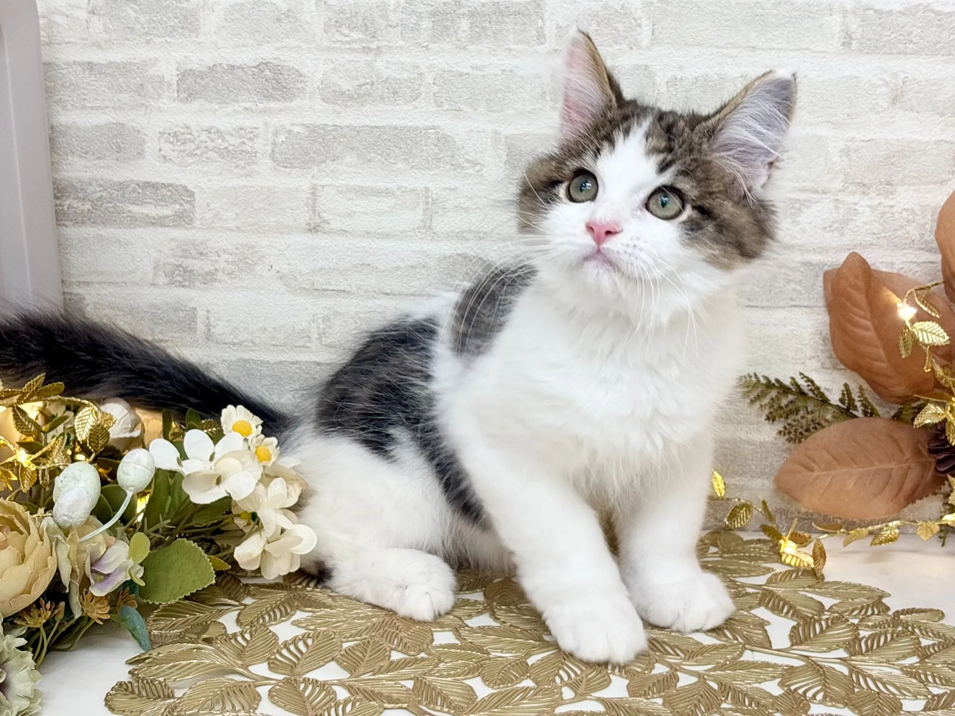 売約済★サイベリアン★オス★ No.2995