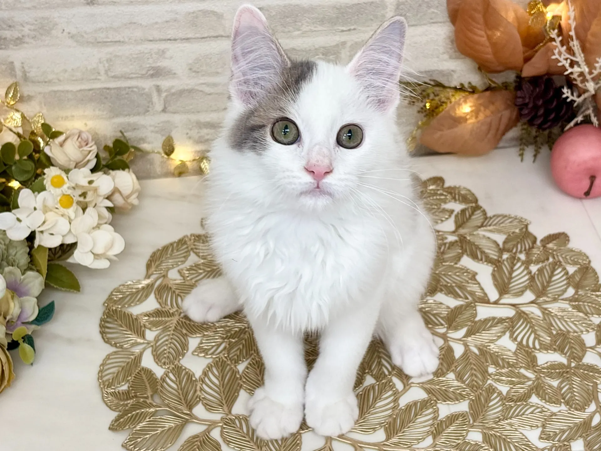 ★サイベリアン★メス★ No.2994