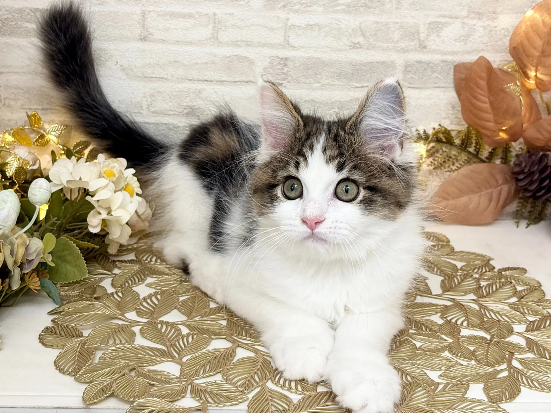 売約済★サイベリアン★オス★ No.2995