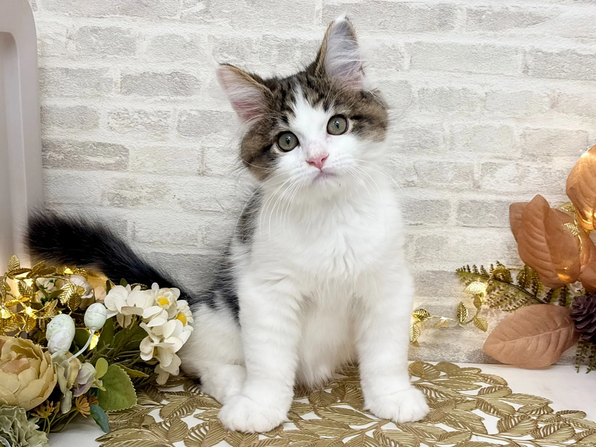 売約済★サイベリアン★オス★ No.2995