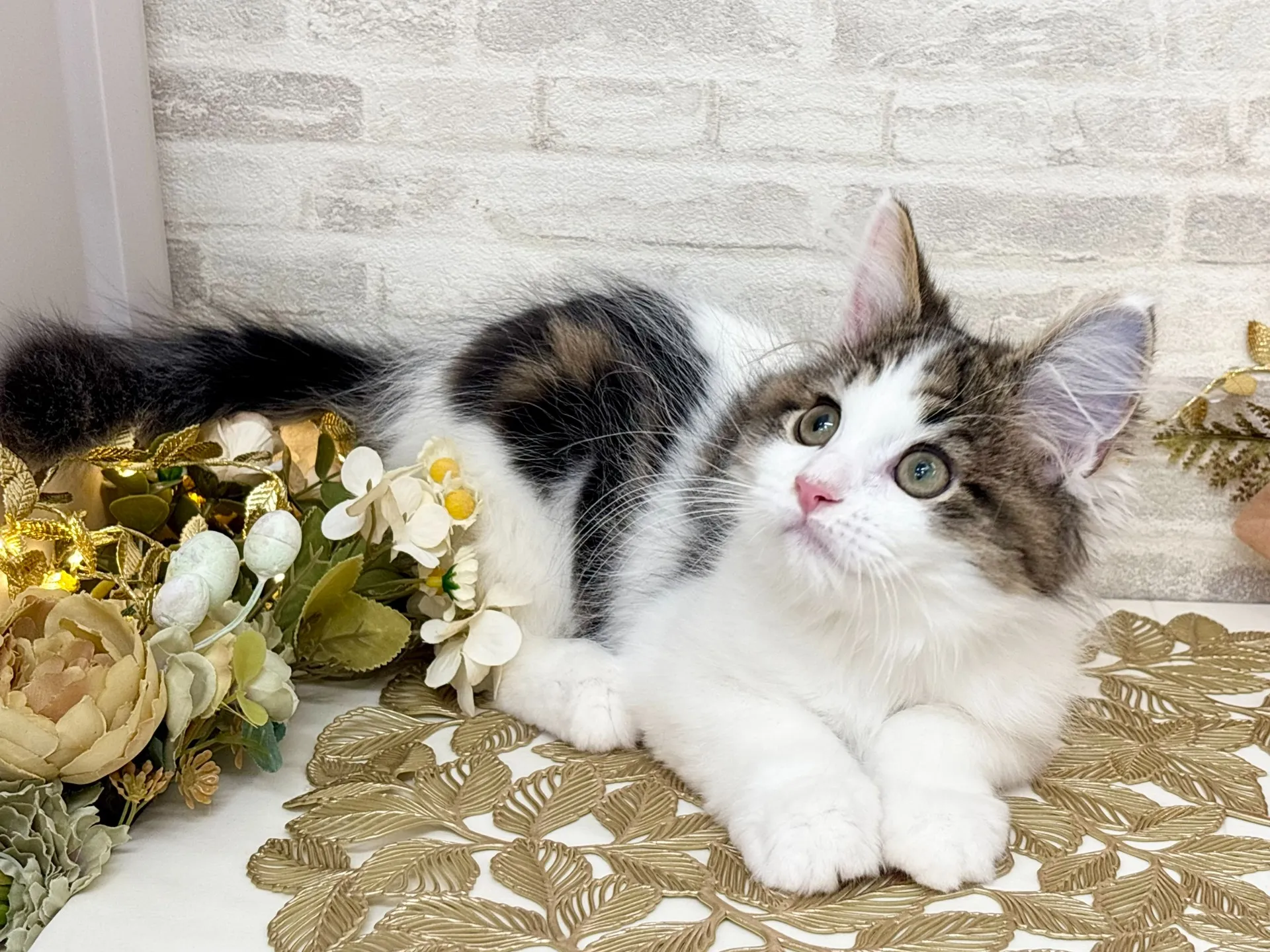 売約済★サイベリアン★オス★ No.2995