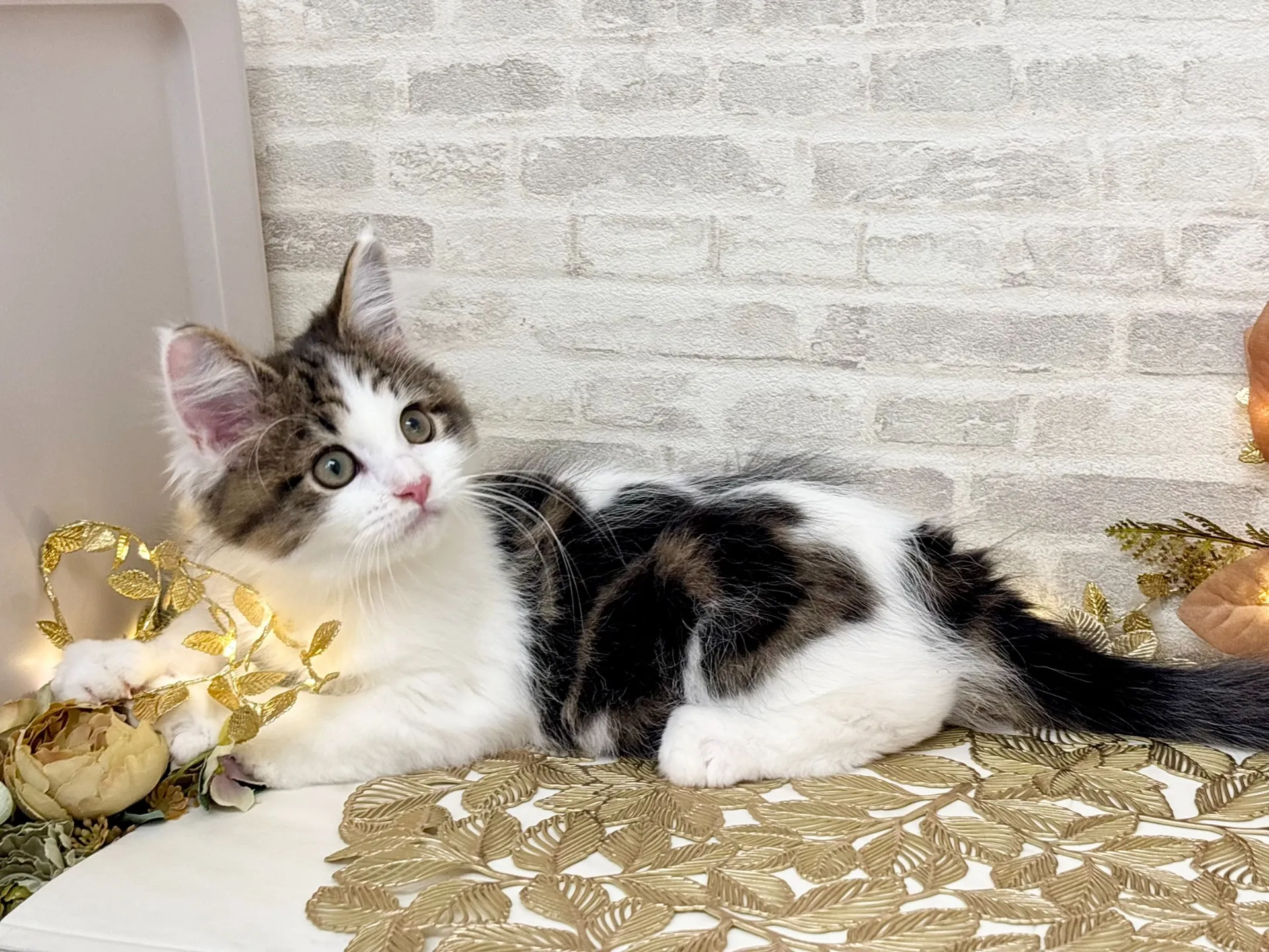 売約済★サイベリアン★オス★ No.2995