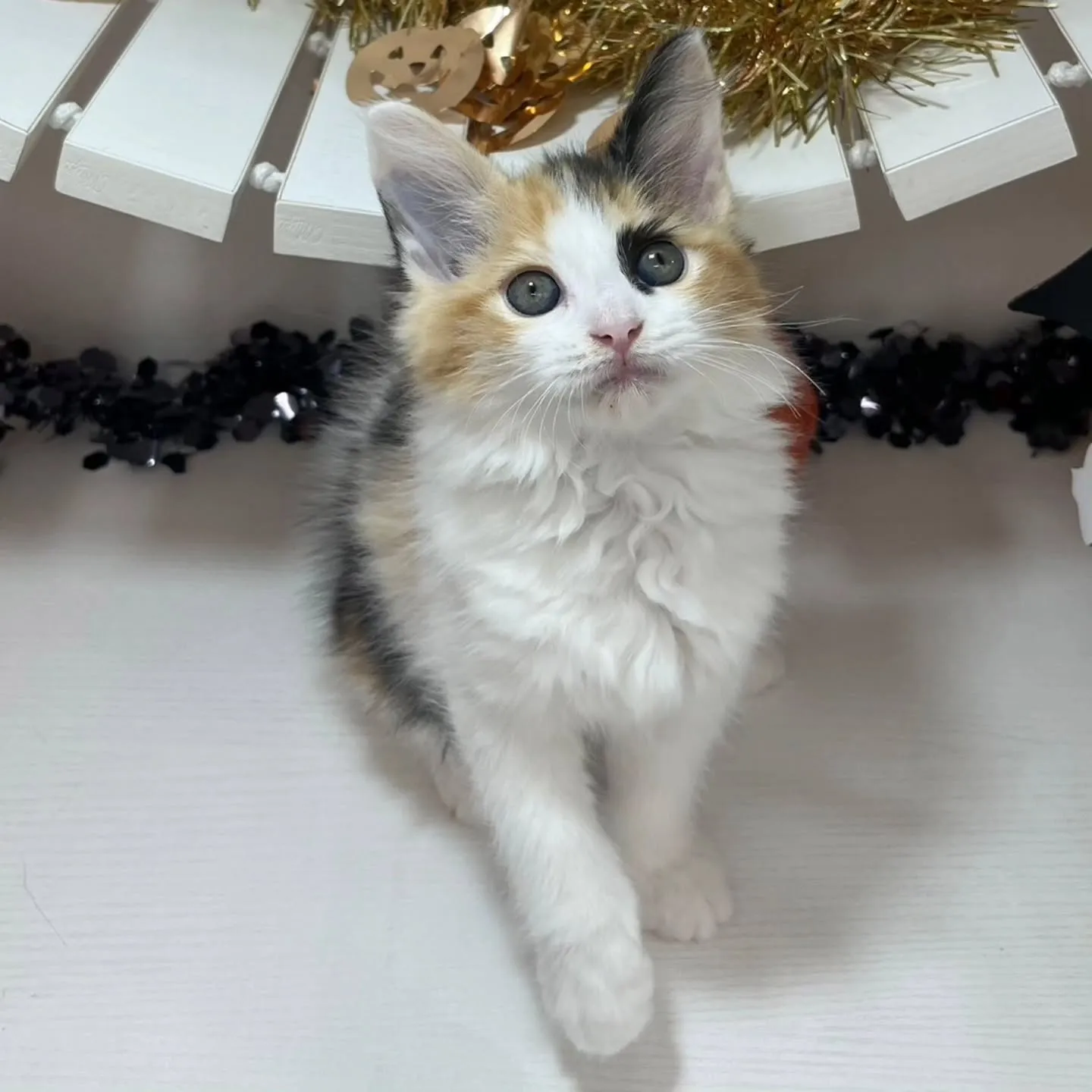現在ご紹介中のサイベリアンちゃんです🐱❤️