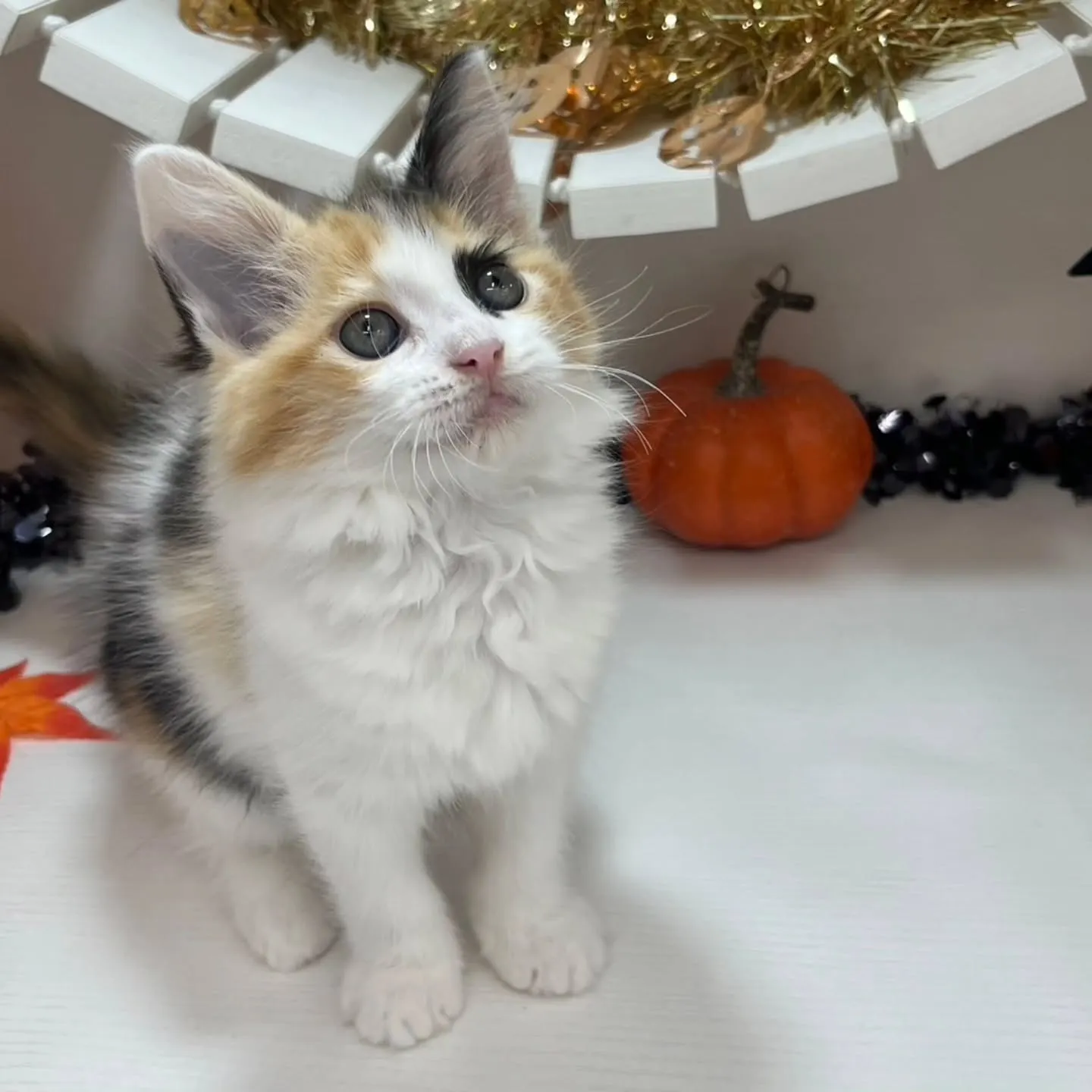 現在ご紹介中のサイベリアンちゃんです🐱❤️
