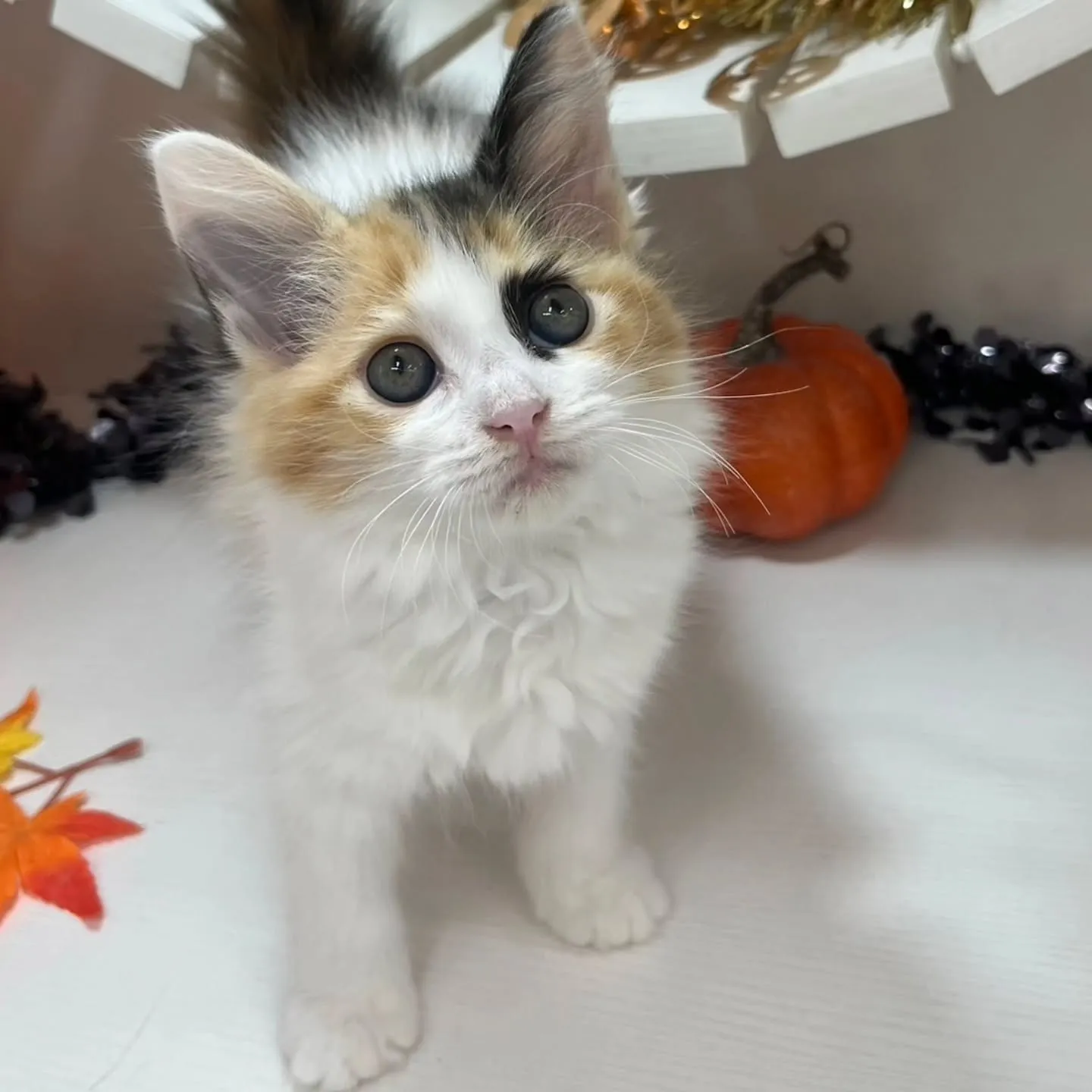 現在ご紹介中のサイベリアンちゃんです🐱❤️