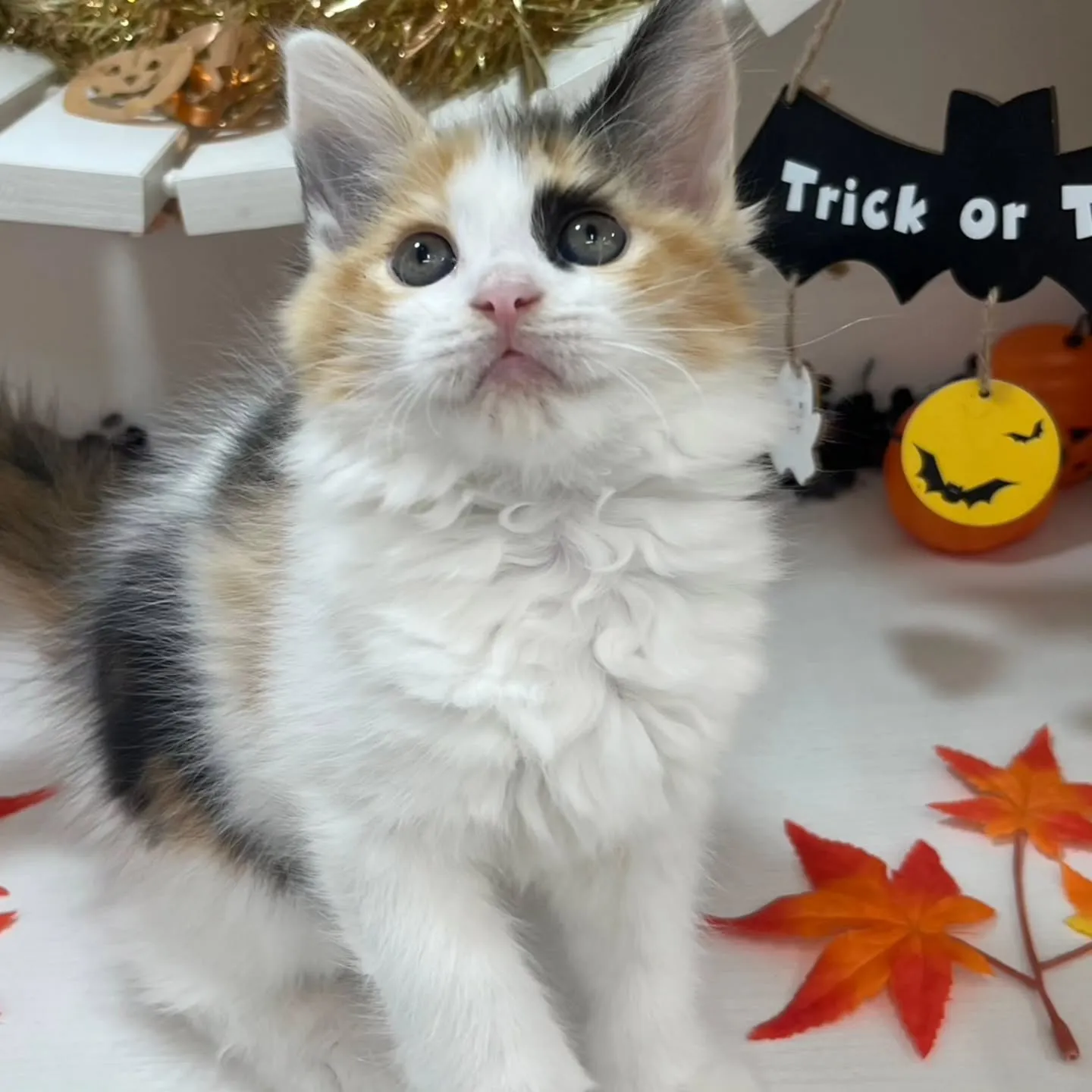 現在ご紹介中のサイベリアンちゃんです🐱❤️