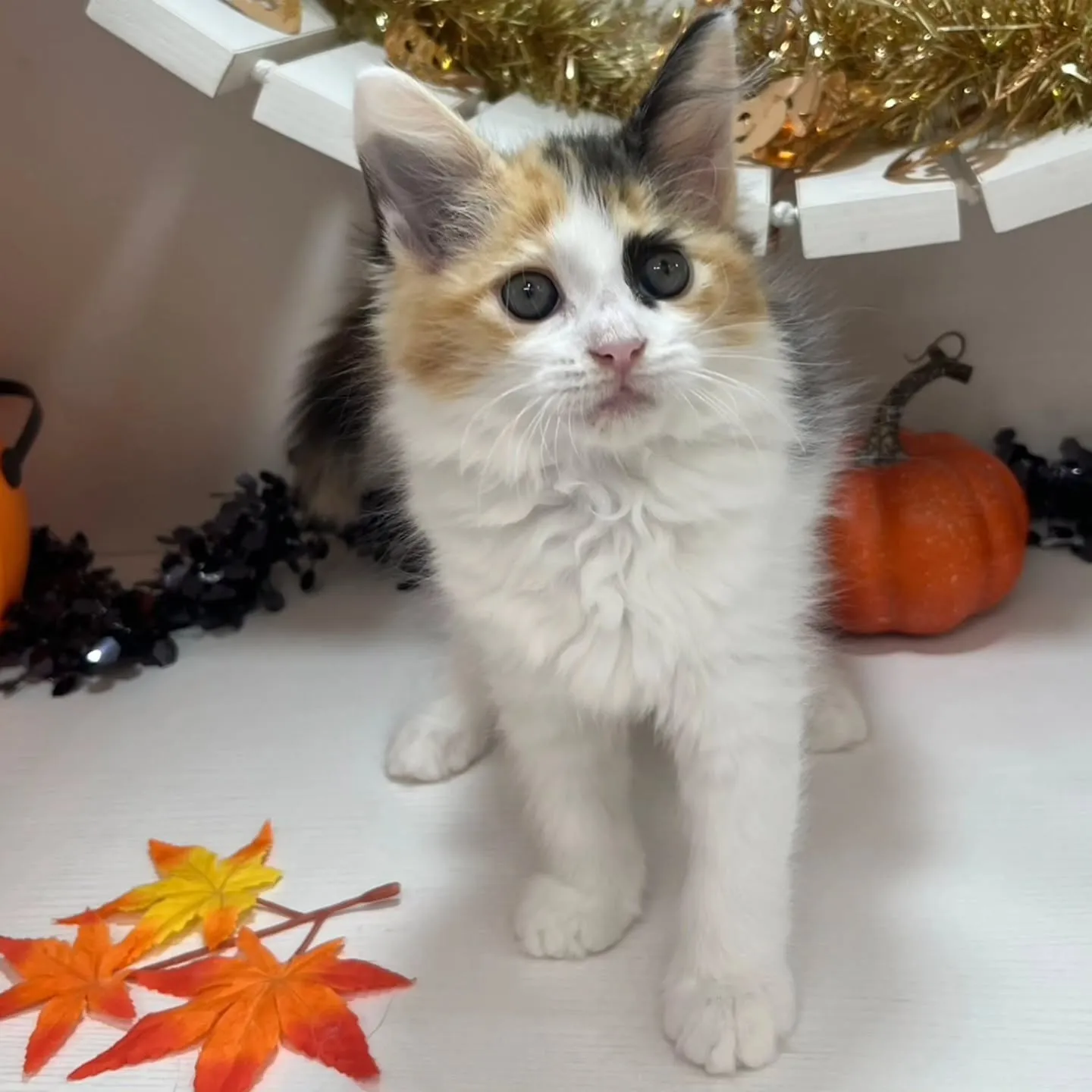現在ご紹介中のサイベリアンちゃんです🐱❤️
