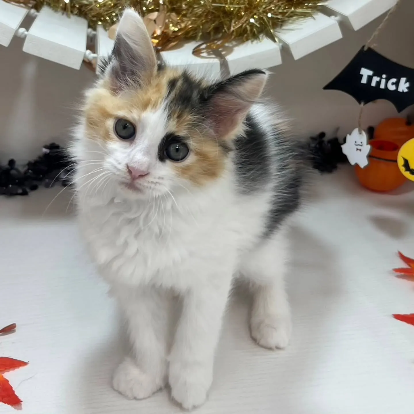 現在ご紹介中のサイベリアンちゃんです🐱❤️