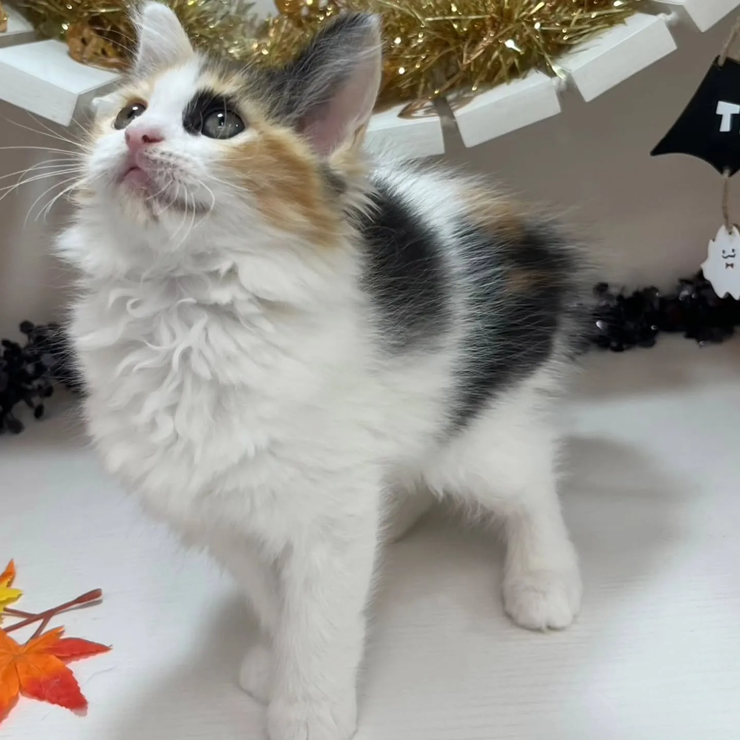 現在ご紹介中のサイベリアンちゃんです🐱❤️
