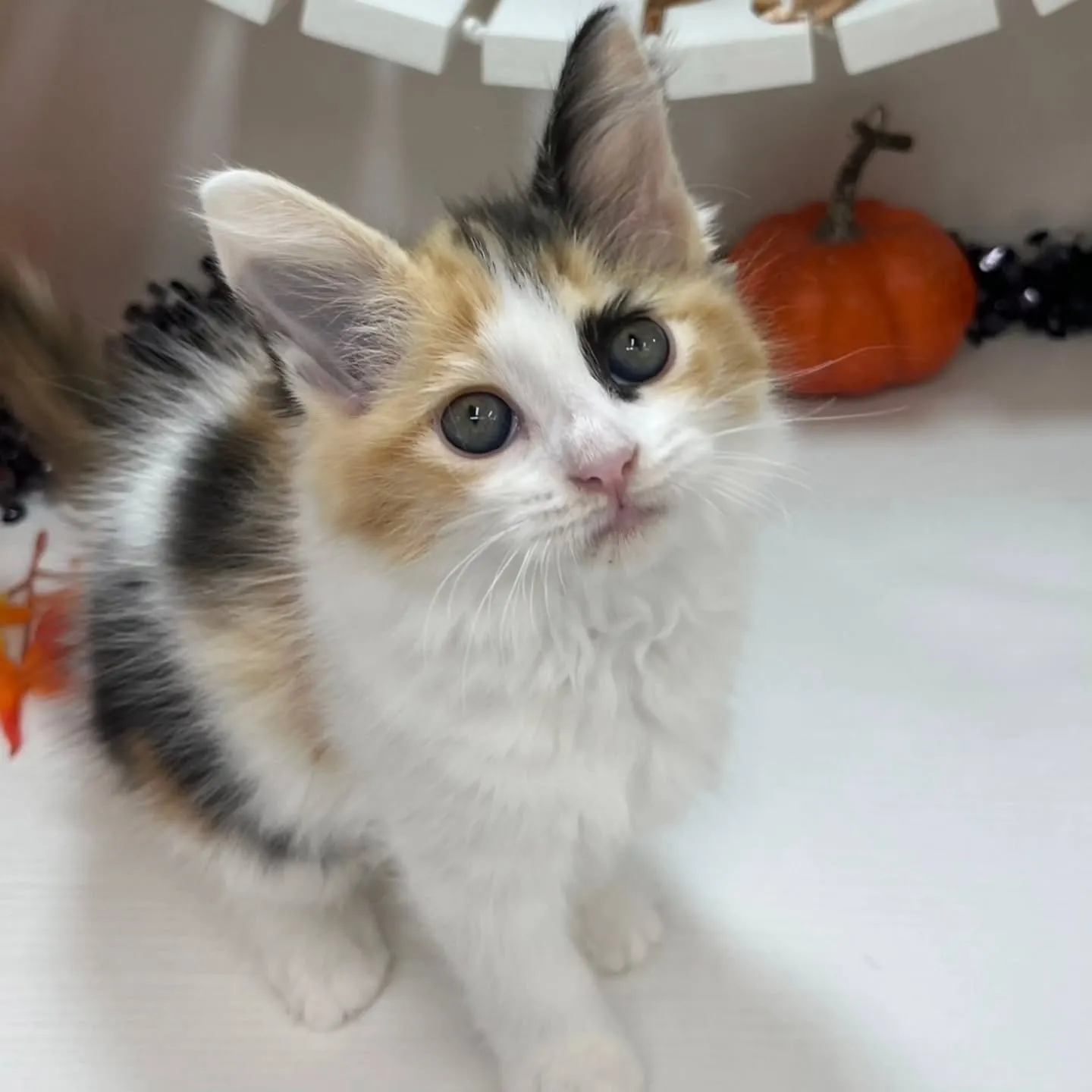 現在ご紹介中のサイベリアンちゃんです🐱❤️