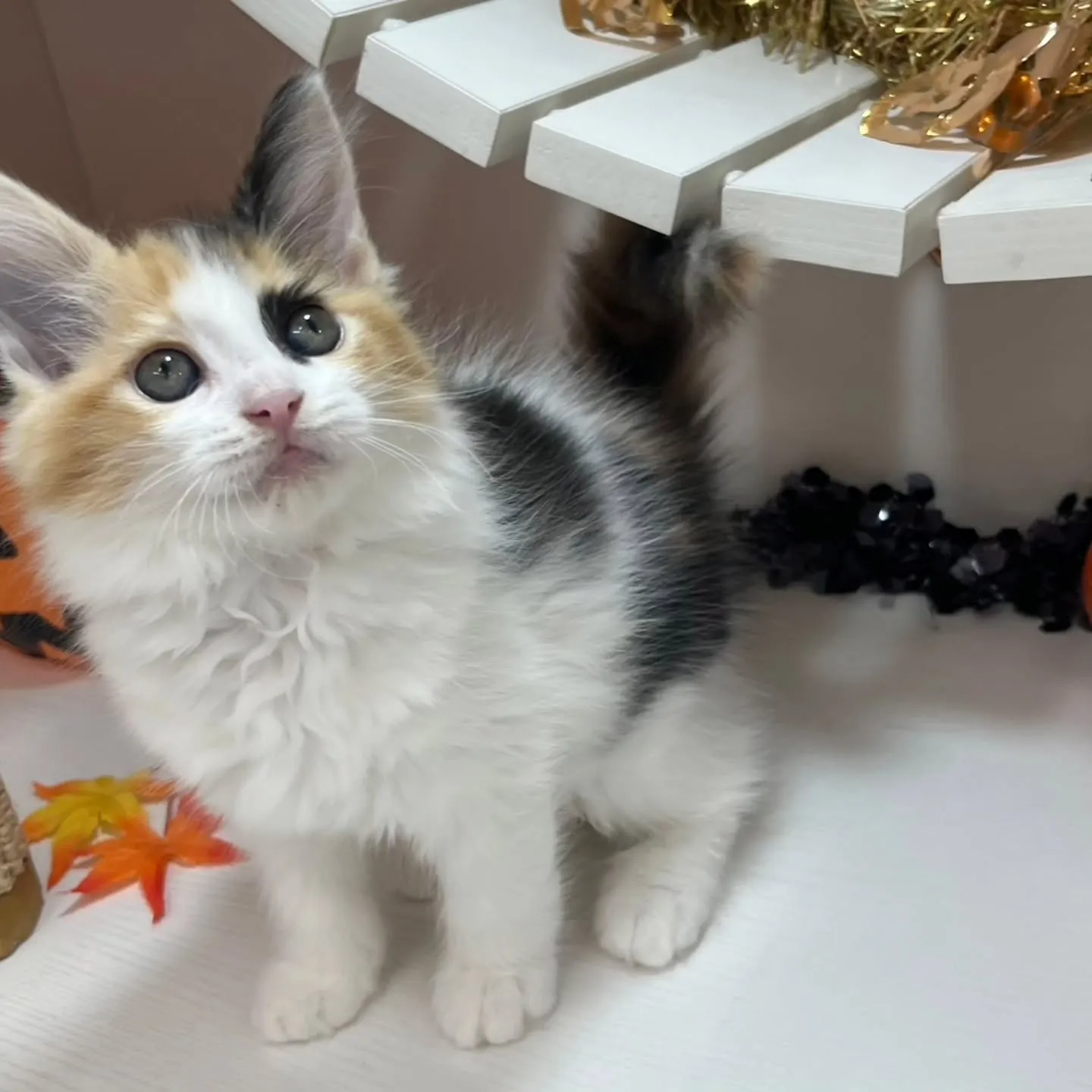 現在ご紹介中のサイベリアンちゃんです🐱❤️