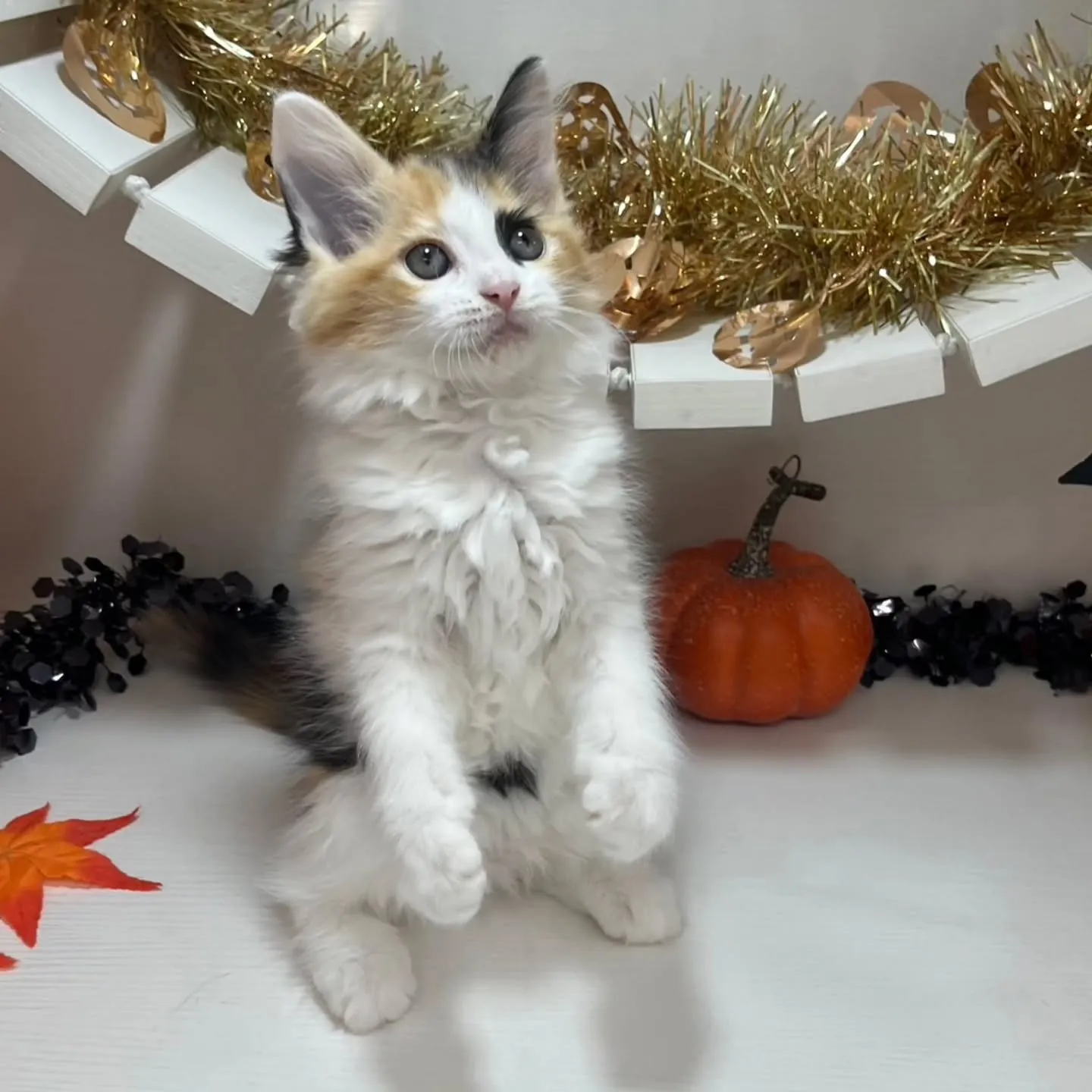 現在ご紹介中のサイベリアンちゃんです🐱❤️