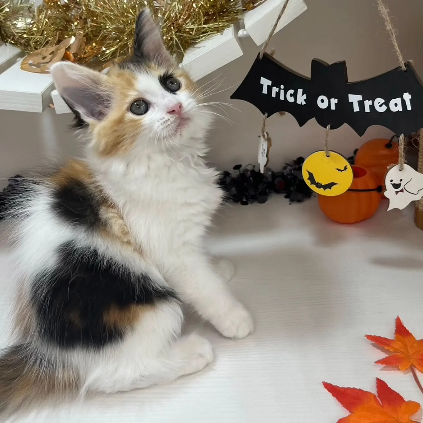 現在ご紹介中のサイベリアンちゃんです🐱❤️